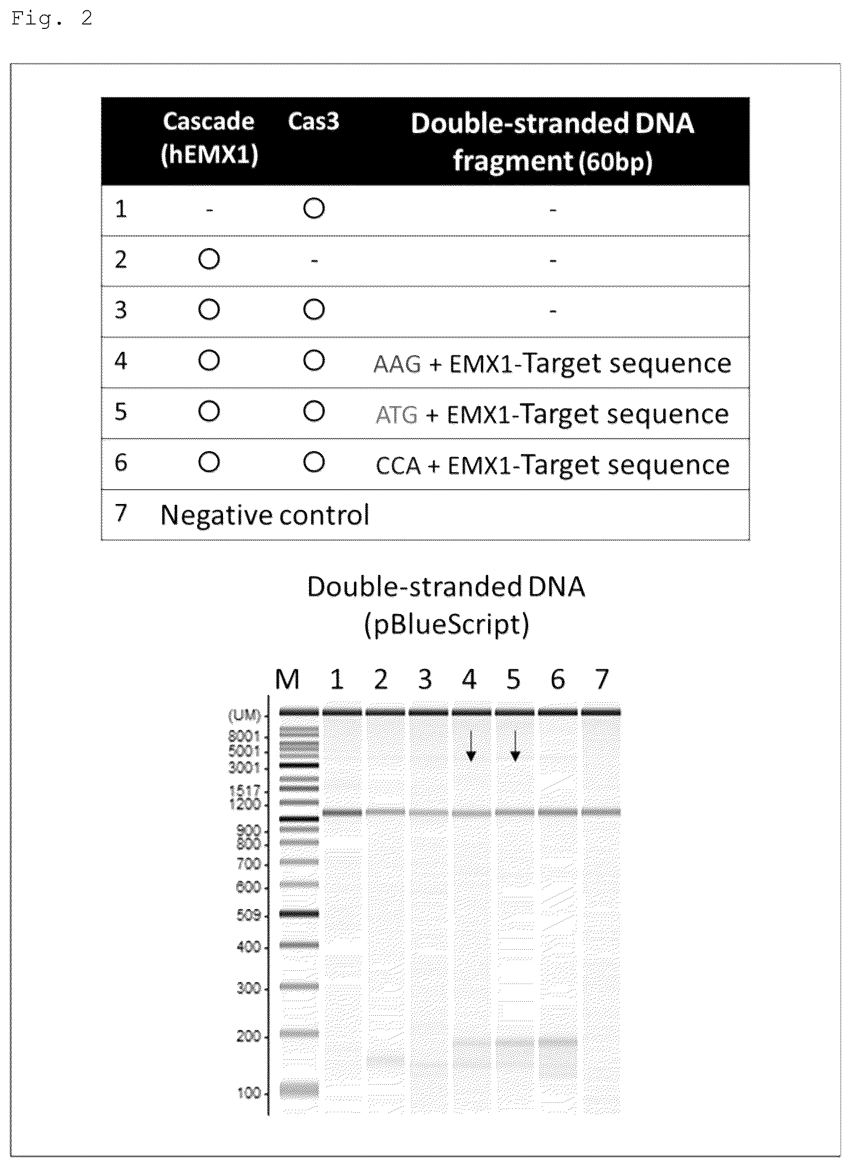 Patent US12460271 Figure 2 – Method for detecting specific DNA in a sample