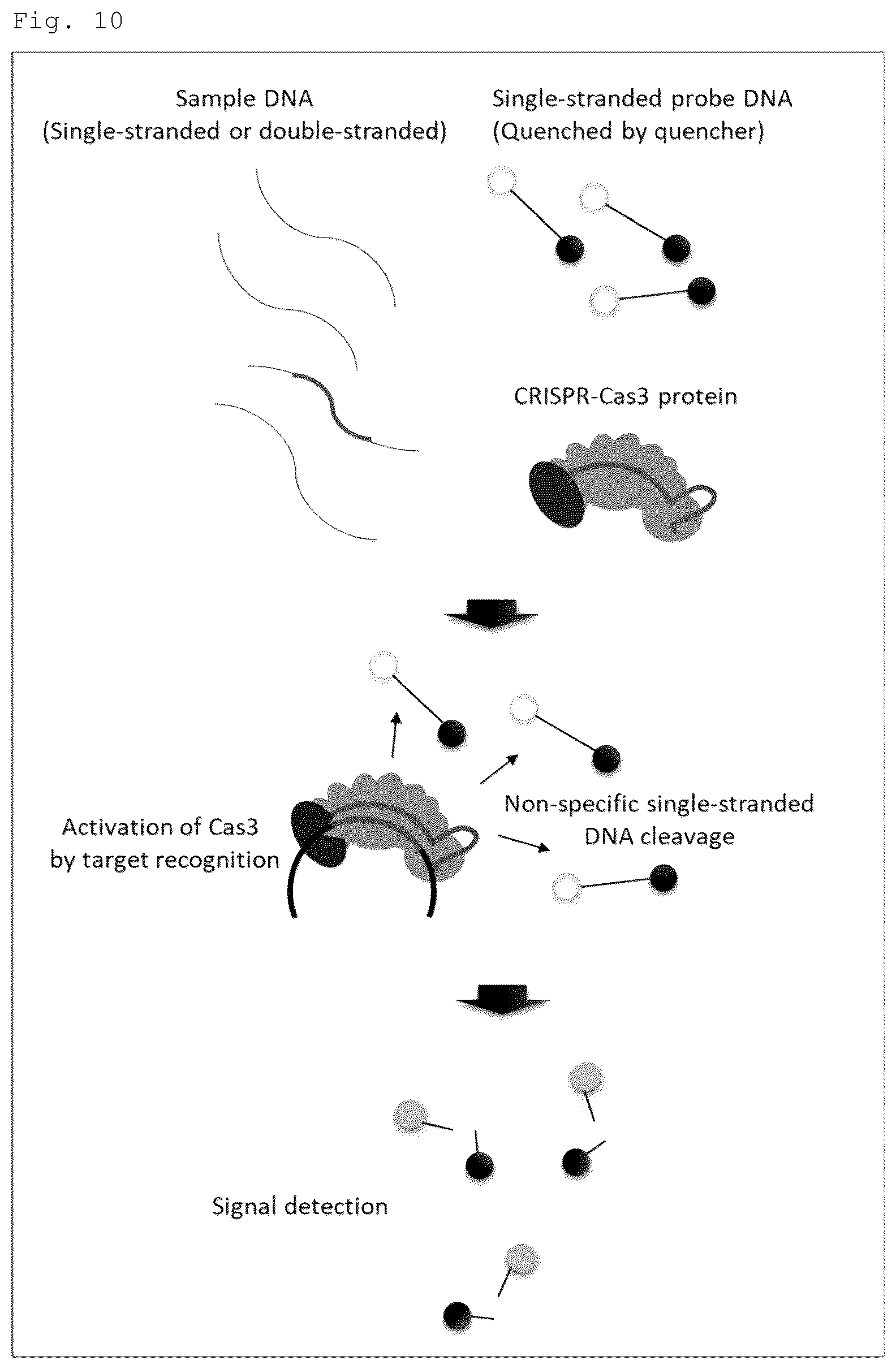 Patent US12460271 Figure 11 – Method for detecting specific DNA in a sample