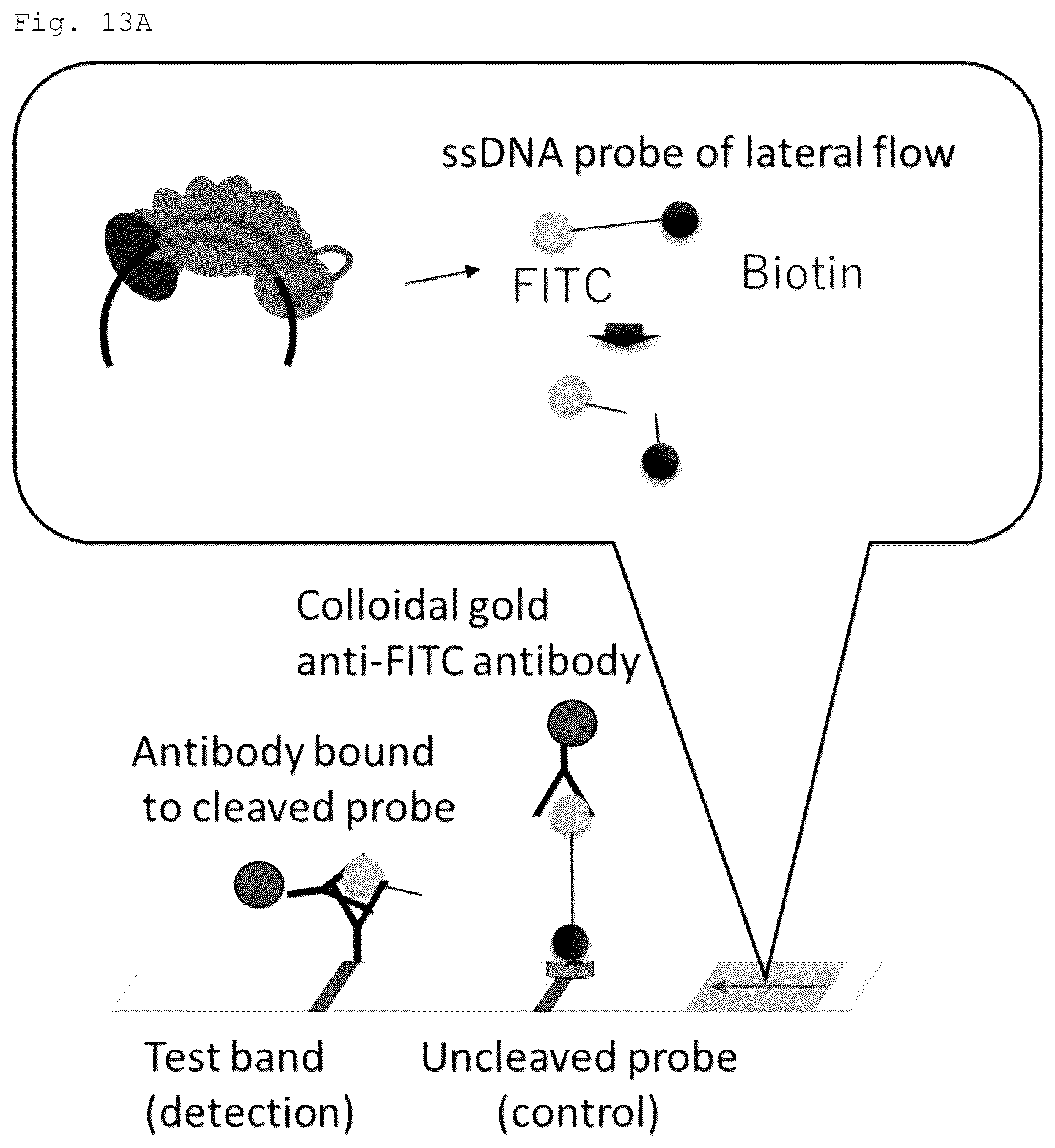 Patent US12460271 Figure 14 – Method for detecting specific DNA in a sample