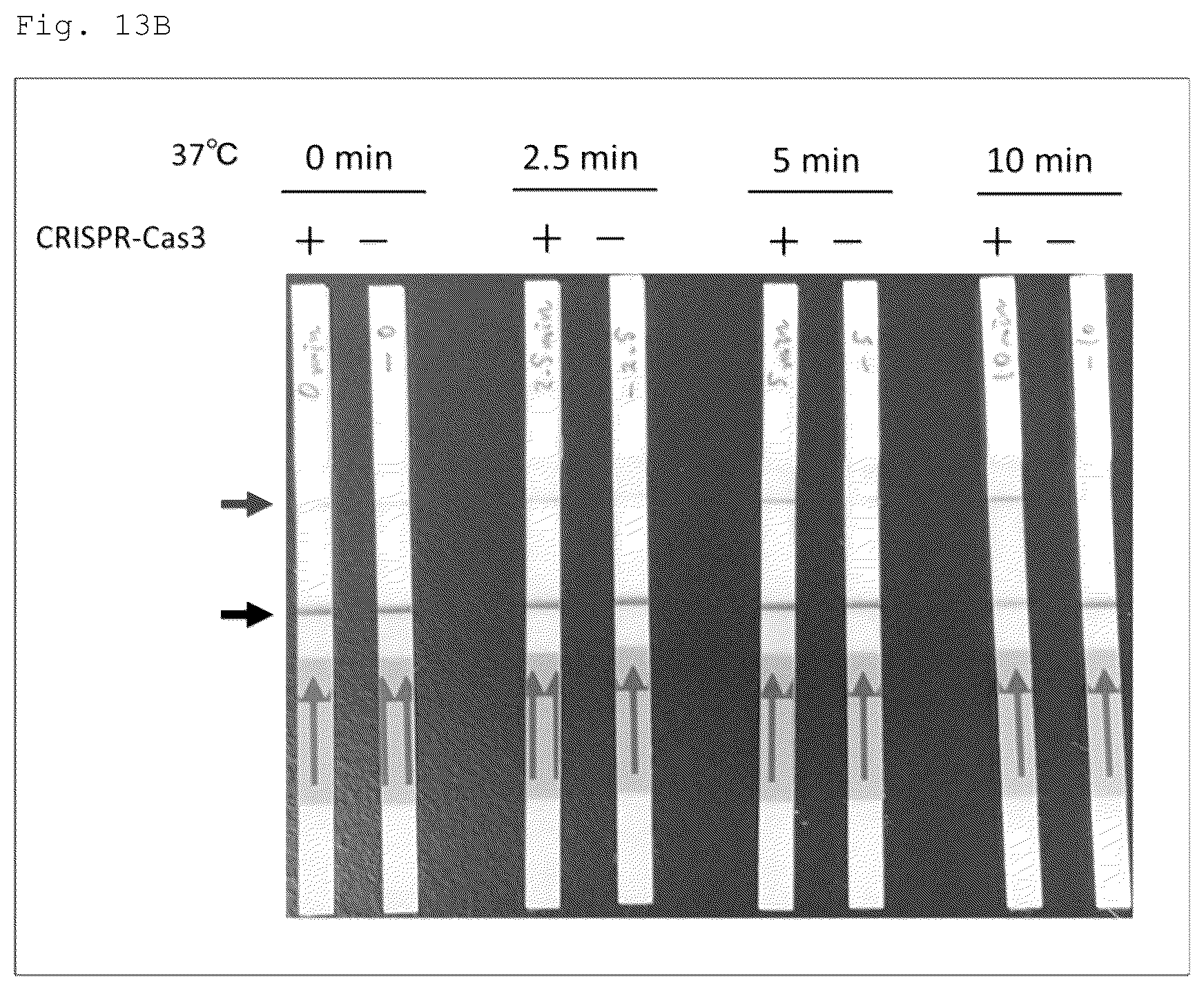 Patent US12460271 Figure 15 – Method for detecting specific DNA in a sample