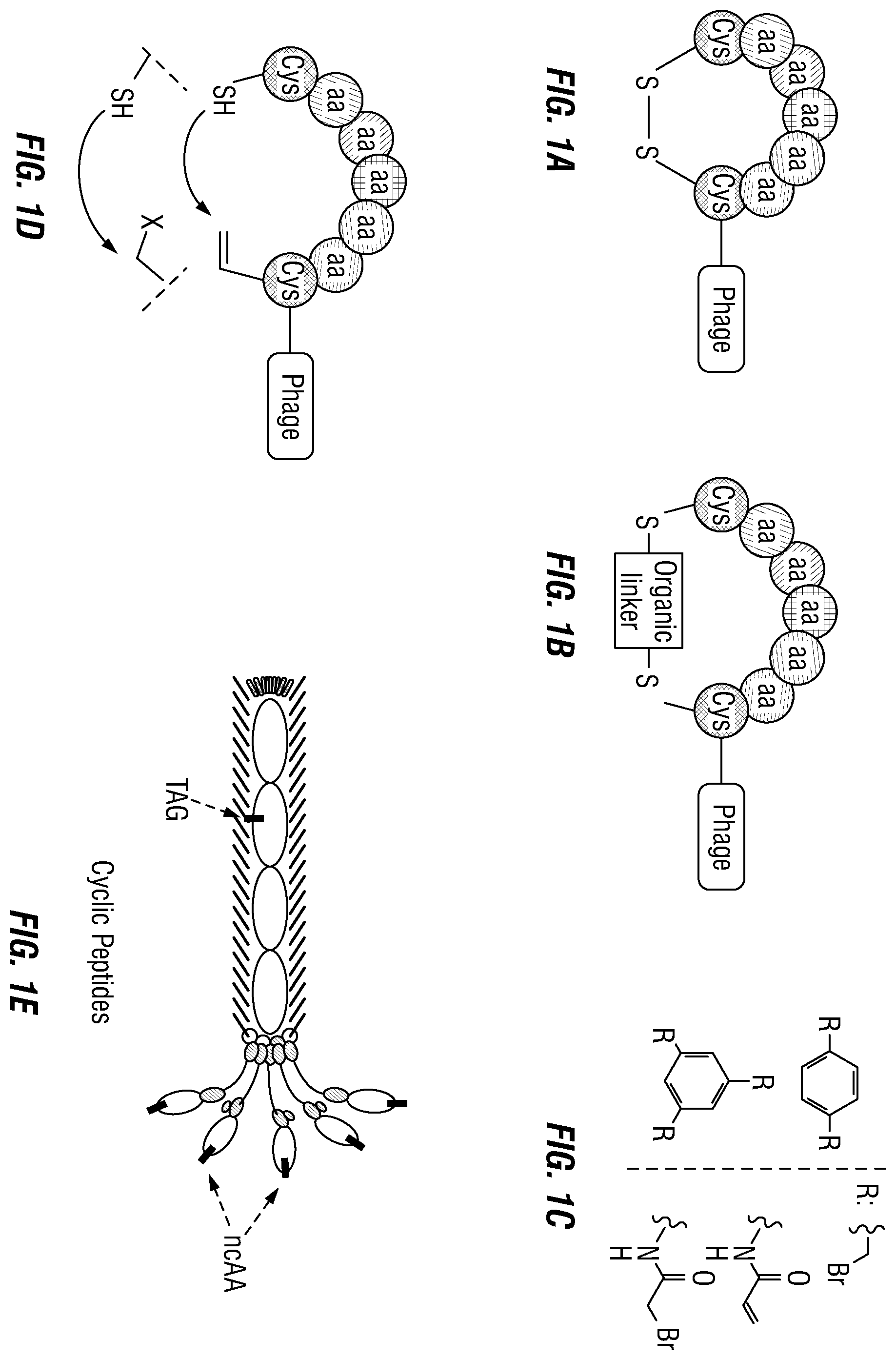 Patent US12460317 Figure 1 – Genetically encoded, phage-displayed cyclic peptide library and methods of making the same