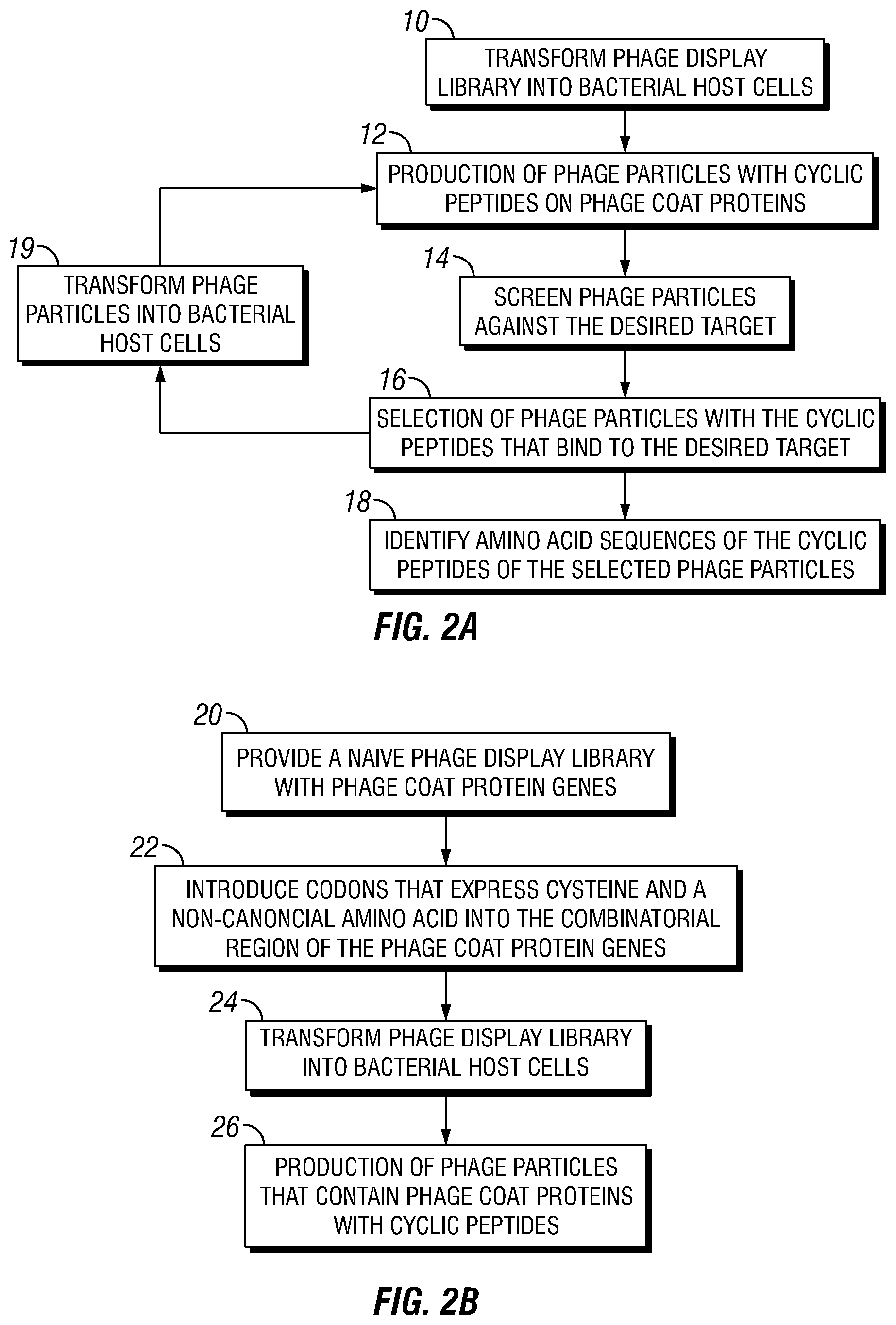 Patent US12460317 Figure 2 – Genetically encoded, phage-displayed cyclic peptide library and methods of making the same