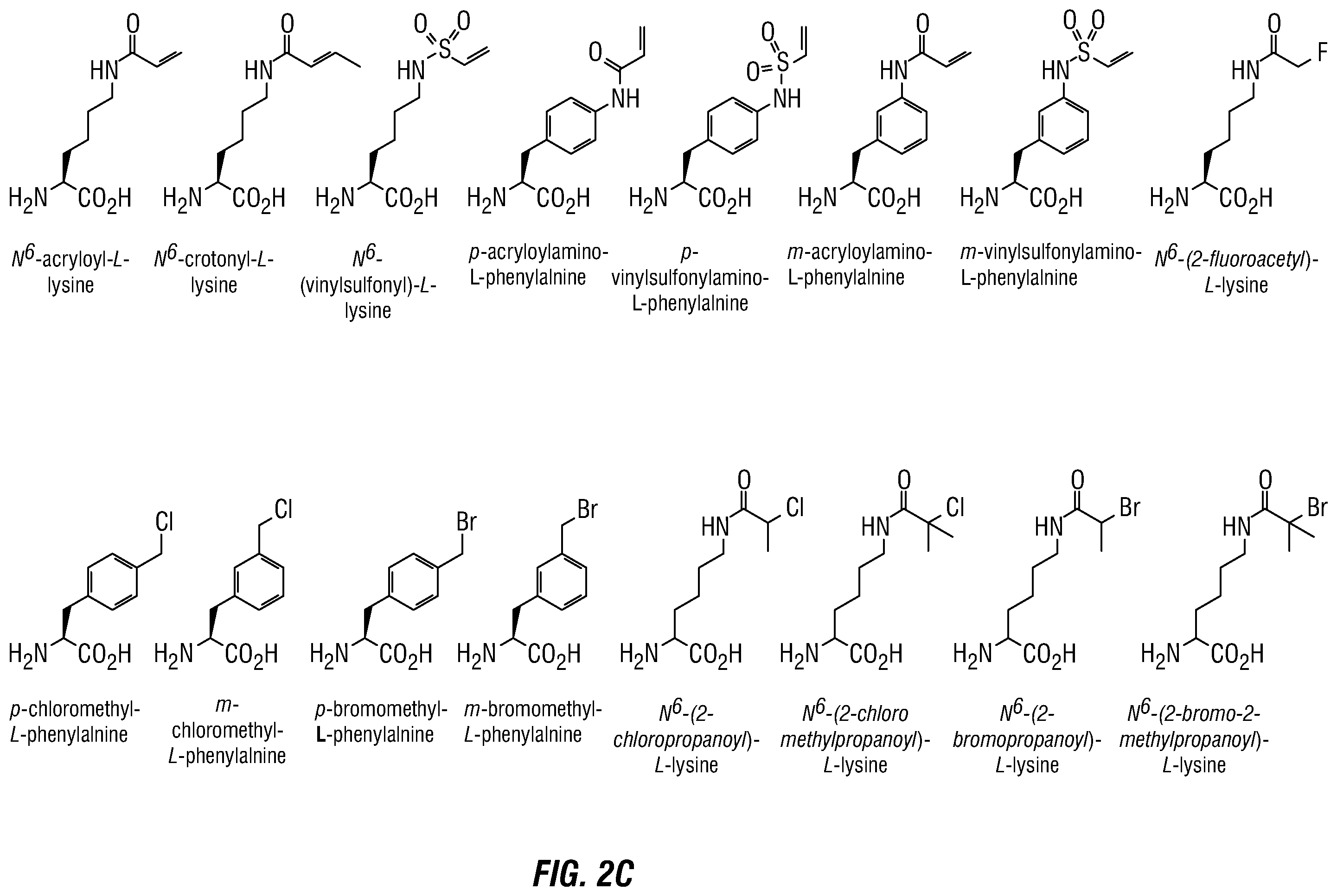 Patent US12460317 Figure 3 – Genetically encoded, phage-displayed cyclic peptide library and methods of making the same