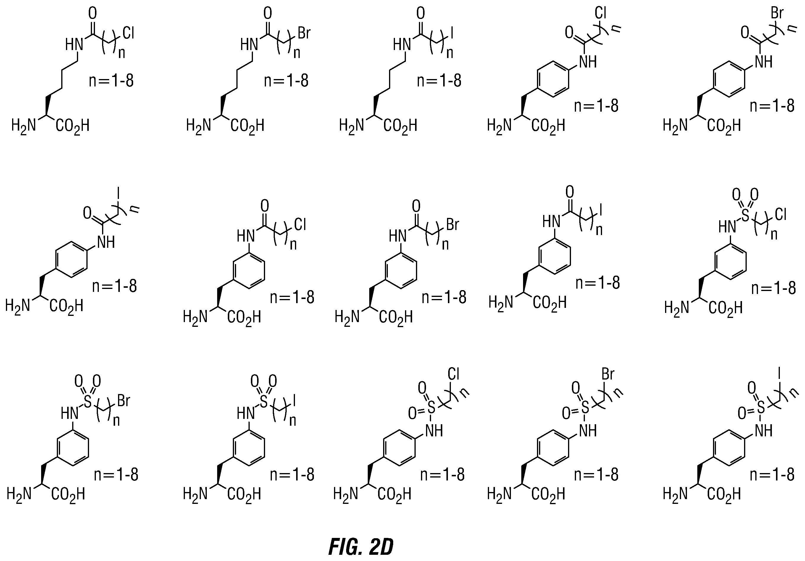 Patent US12460317 Figure 4 – Genetically encoded, phage-displayed cyclic peptide library and methods of making the same