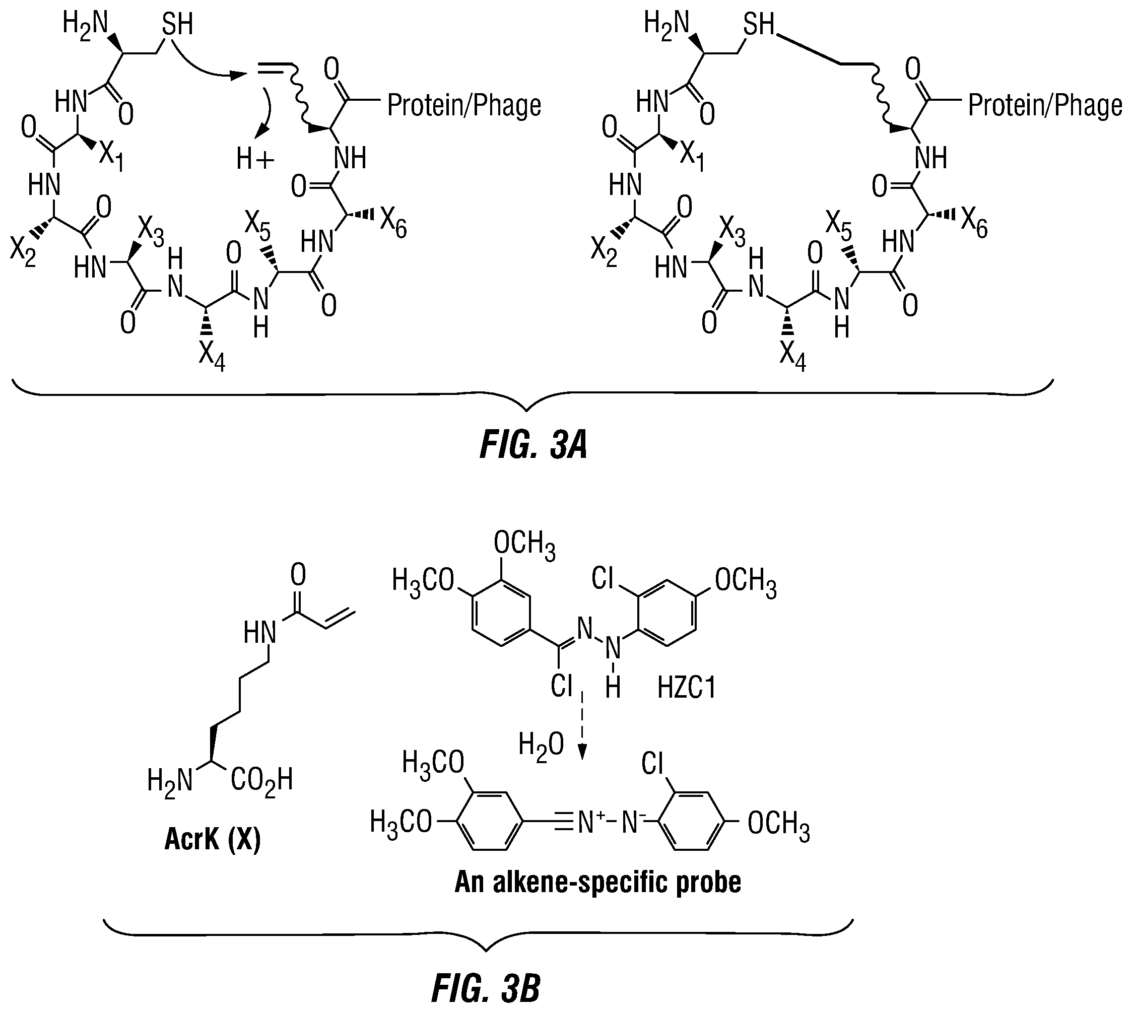 Patent US12460317 Figure 5 – Genetically encoded, phage-displayed cyclic peptide library and methods of making the same