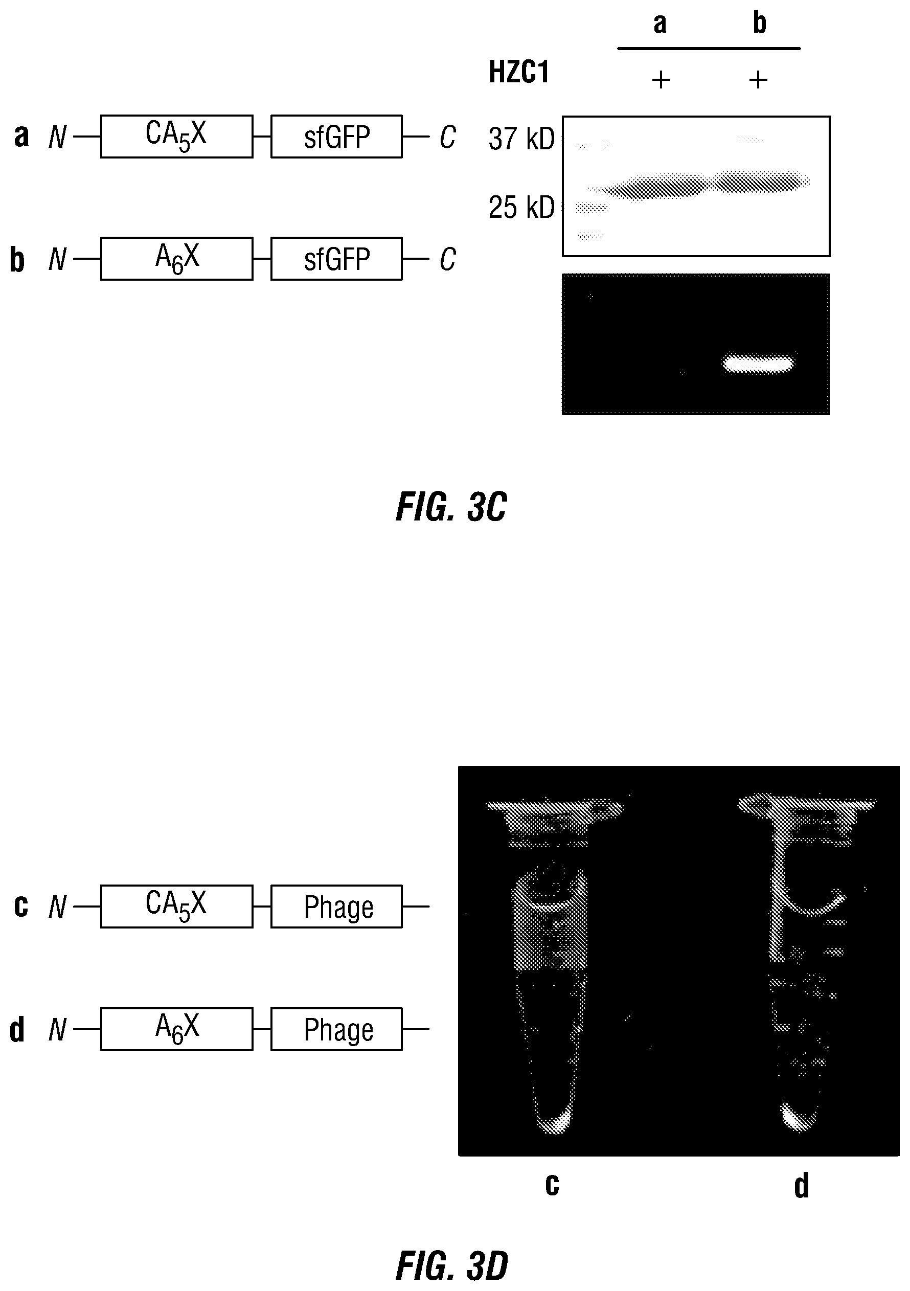 Patent US12460317 Figure 6 – Genetically encoded, phage-displayed cyclic peptide library and methods of making the same