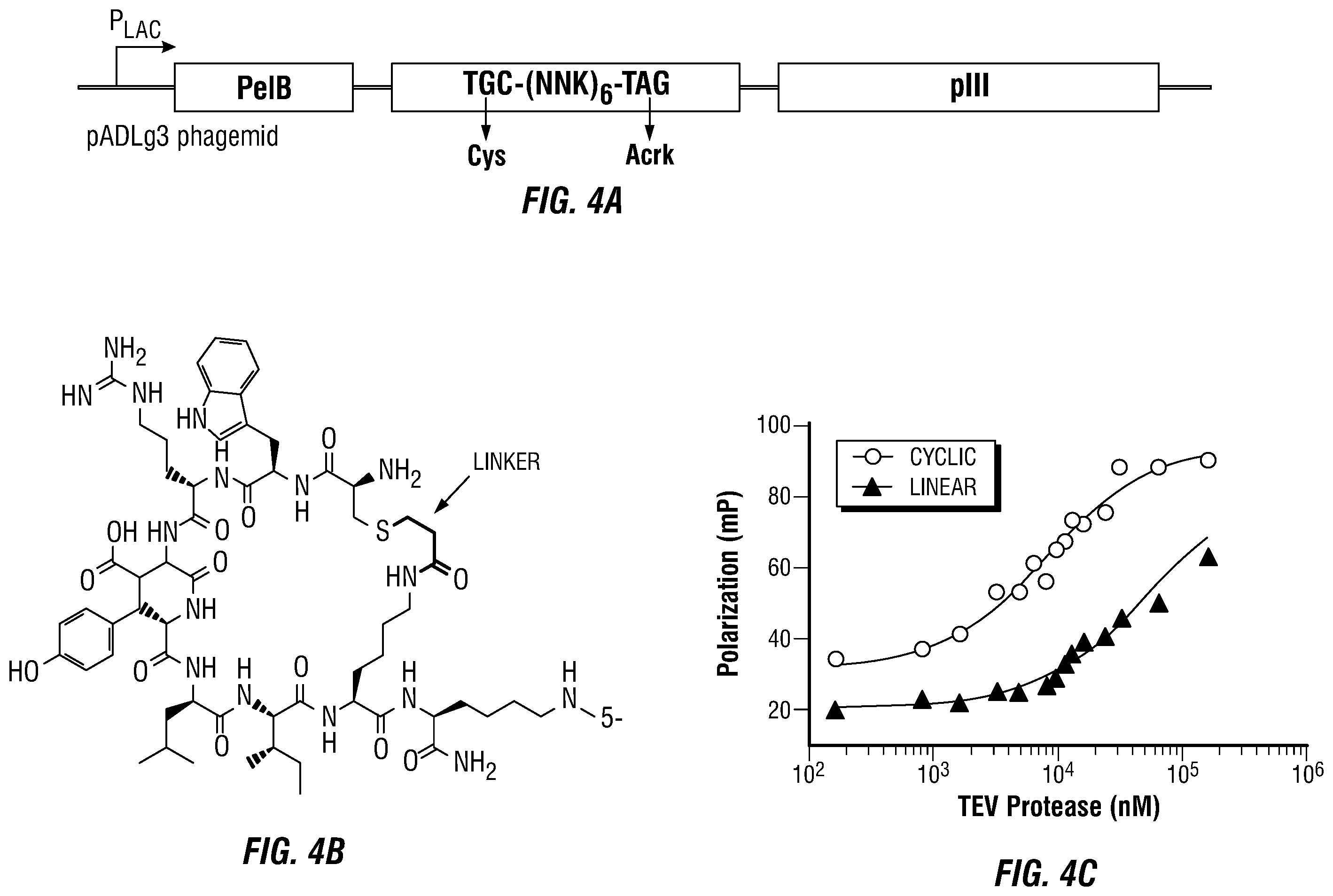 Patent US12460317 Figure 7 – Genetically encoded, phage-displayed cyclic peptide library and methods of making the same