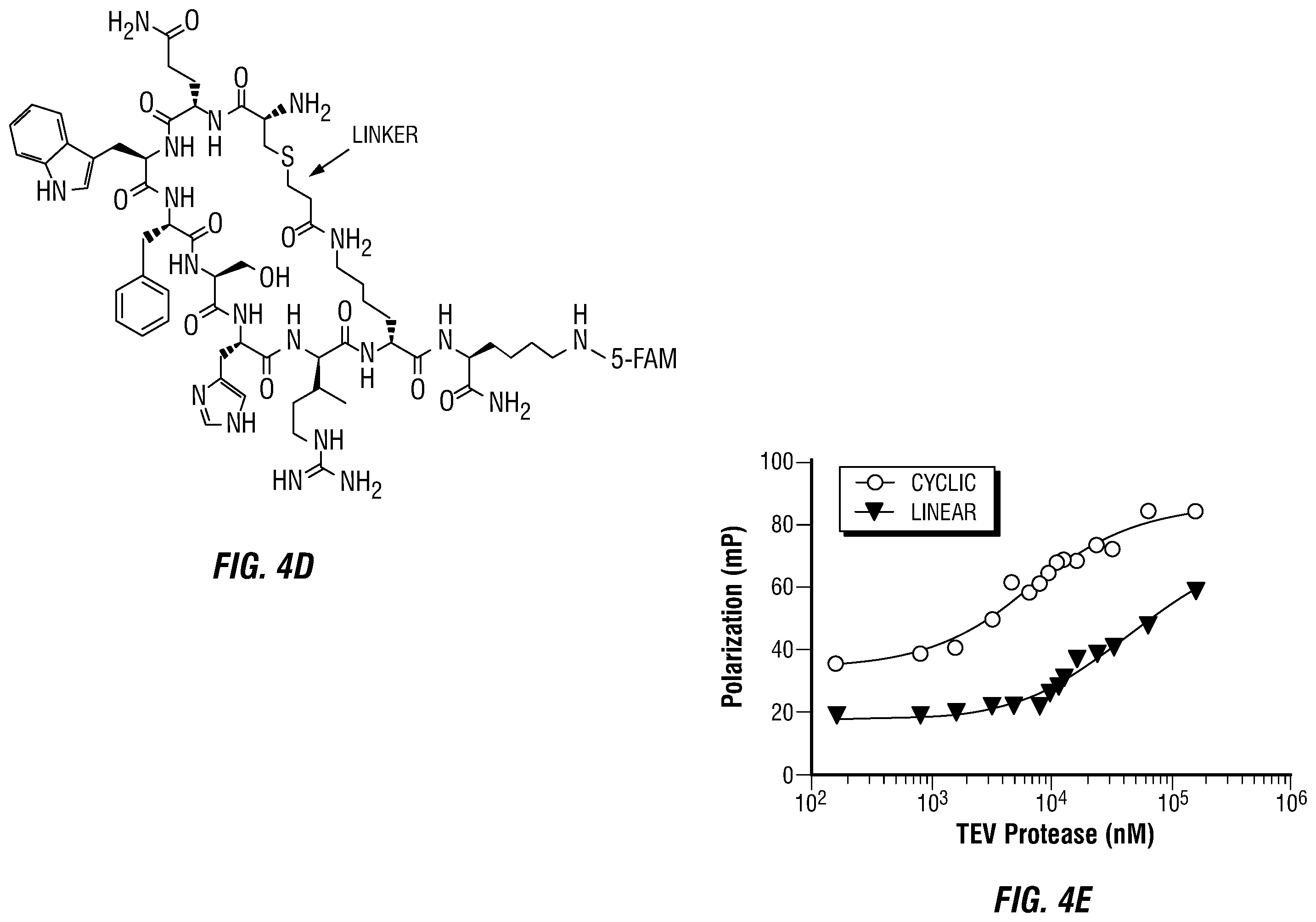 Patent US12460317 Figure 8 – Genetically encoded, phage-displayed cyclic peptide library and methods of making the same