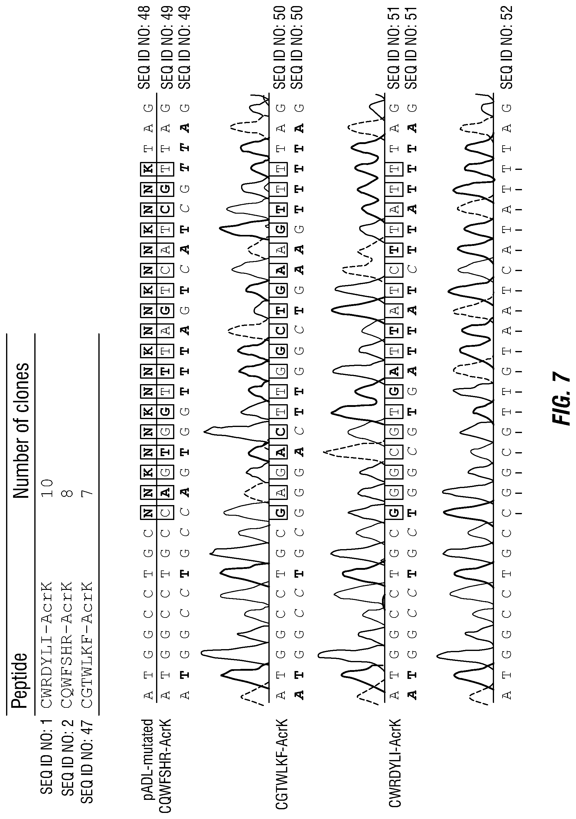 Patent US12460317 Figure 10 – Genetically encoded, phage-displayed cyclic peptide library and methods of making the same