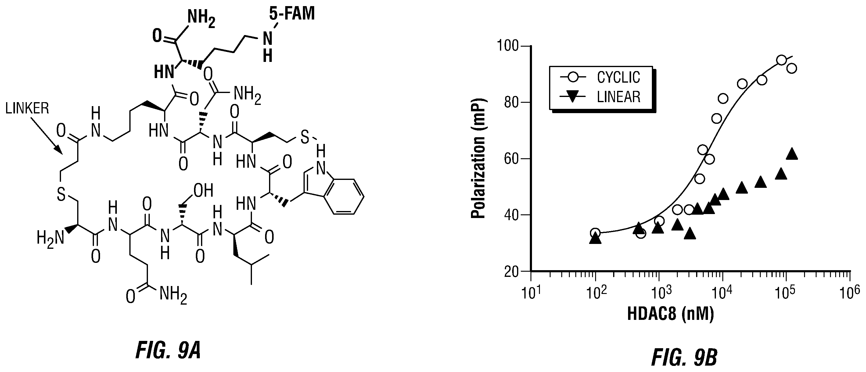 Patent US12460317 Figure 12 – Genetically encoded, phage-displayed cyclic peptide library and methods of making the same