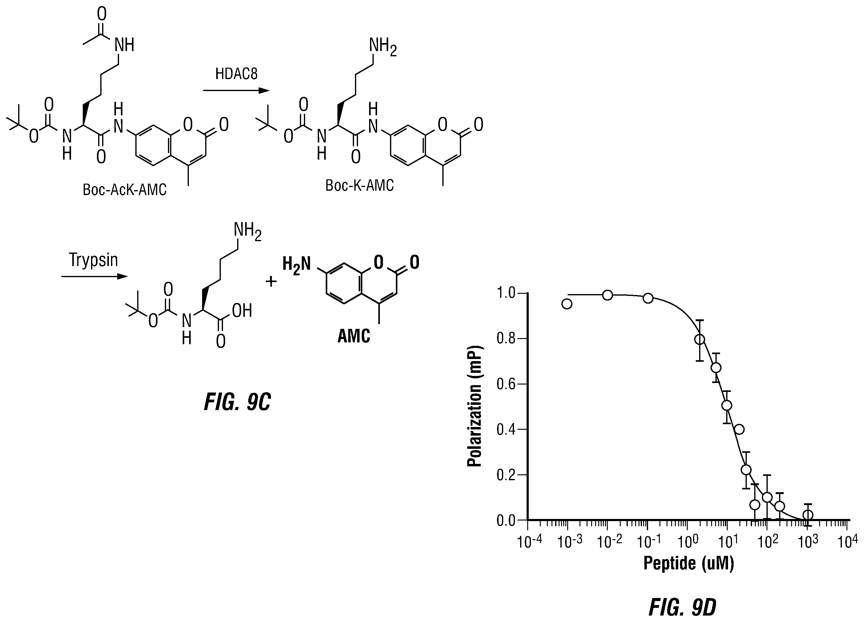 Patent US12460317 Figure 13 – Genetically encoded, phage-displayed cyclic peptide library and methods of making the same
