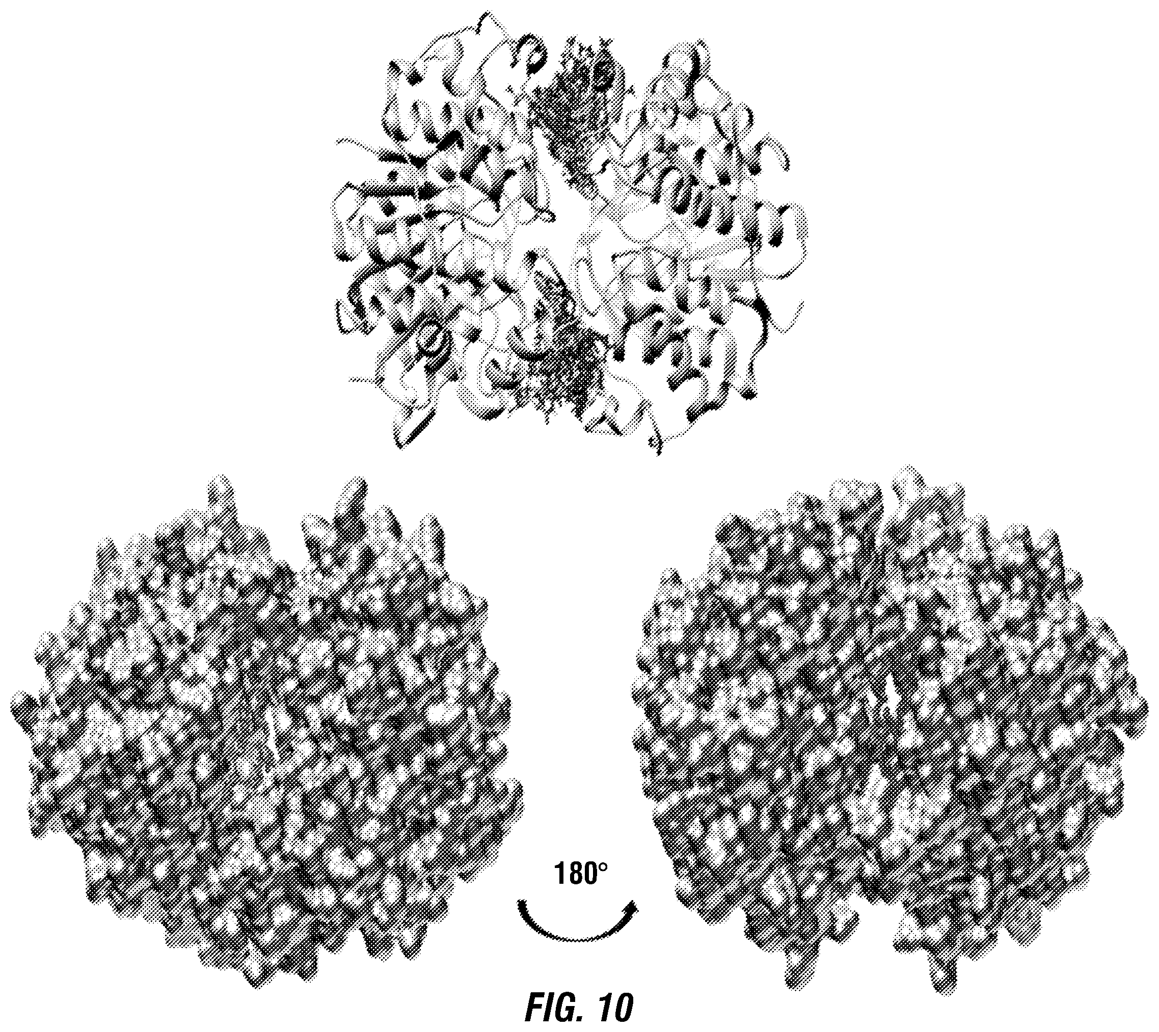 Patent US12460317 Figure 14 – Genetically encoded, phage-displayed cyclic peptide library and methods of making the same