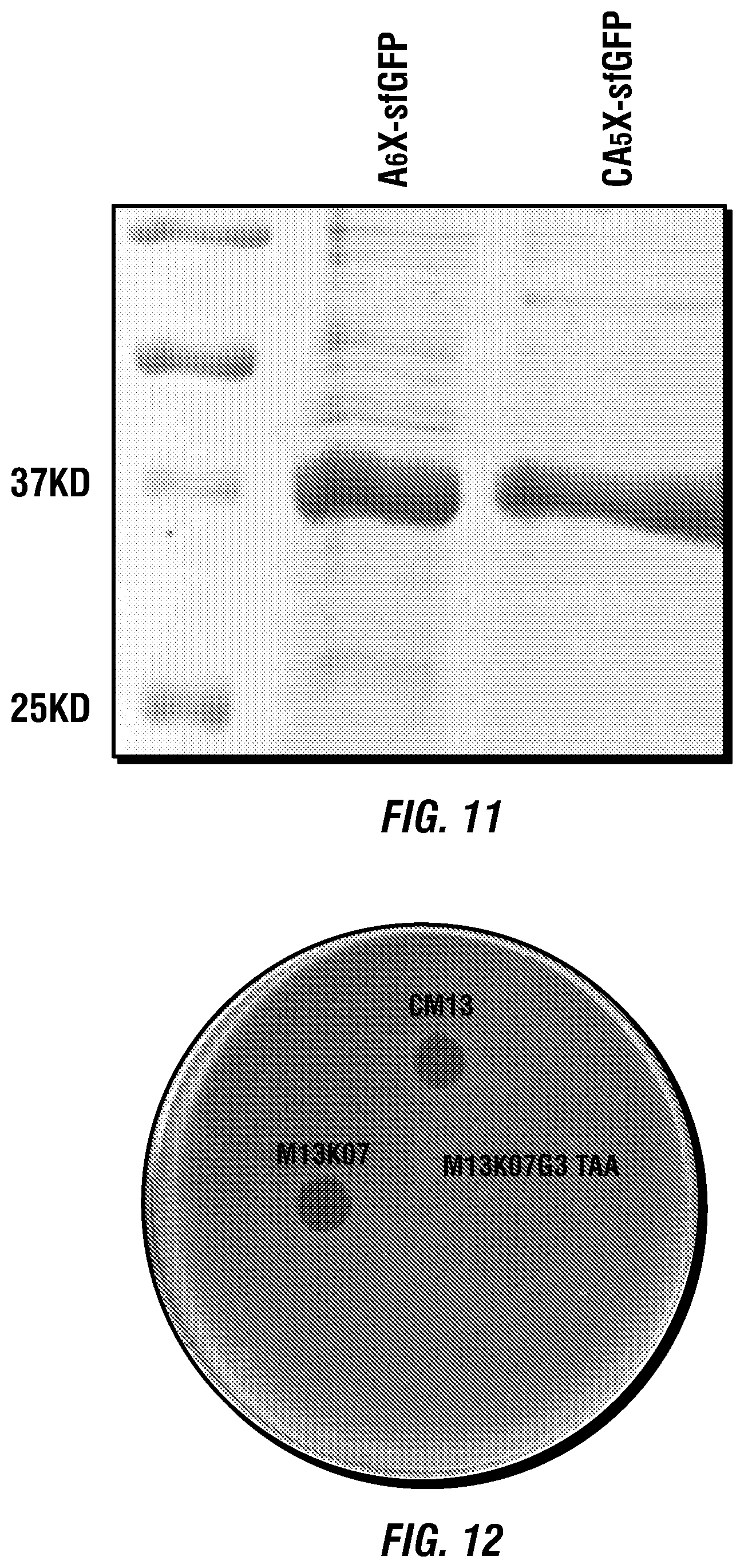 Patent US12460317 Figure 15 – Genetically encoded, phage-displayed cyclic peptide library and methods of making the same