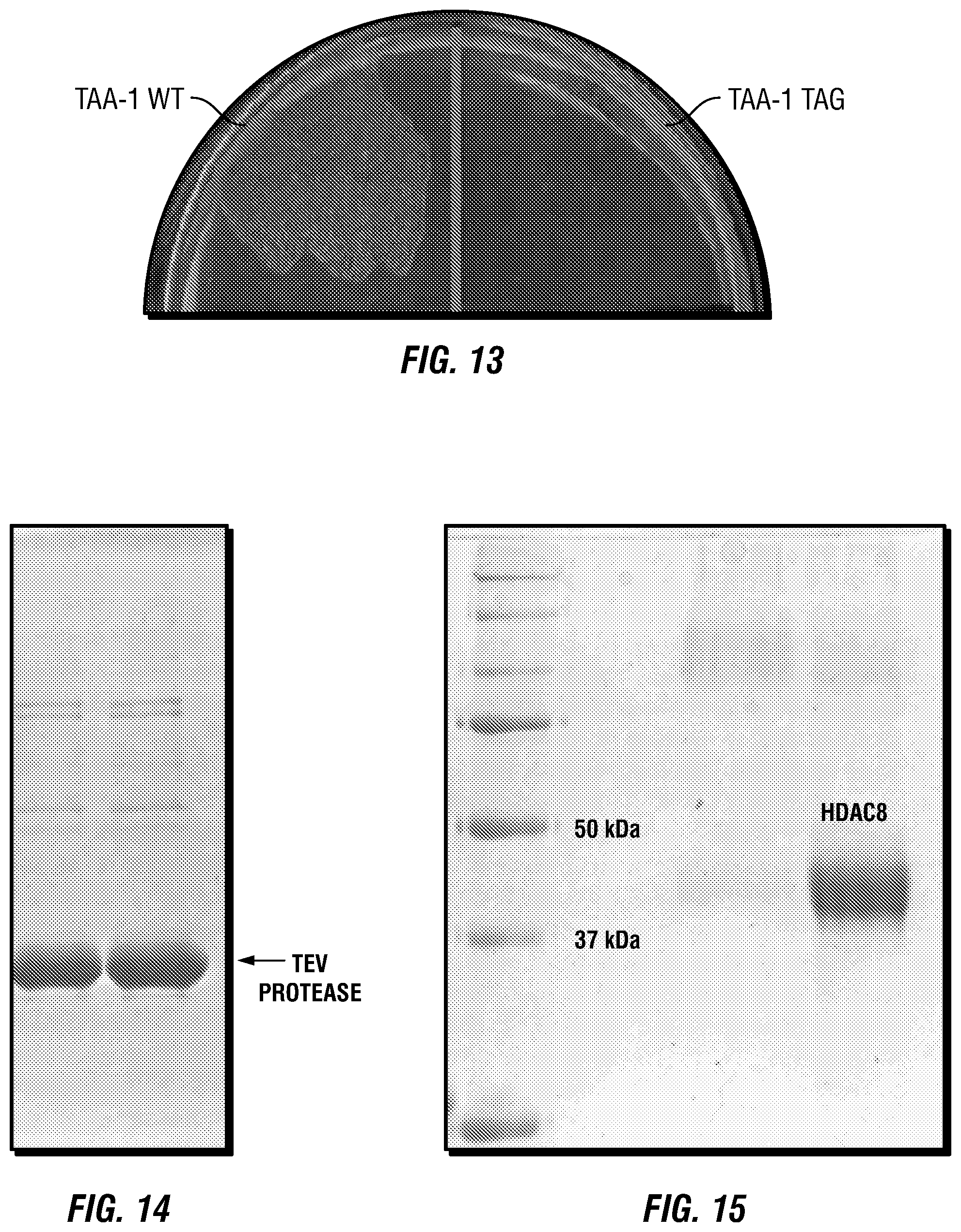 Patent US12460317 Figure 16 – Genetically encoded, phage-displayed cyclic peptide library and methods of making the same