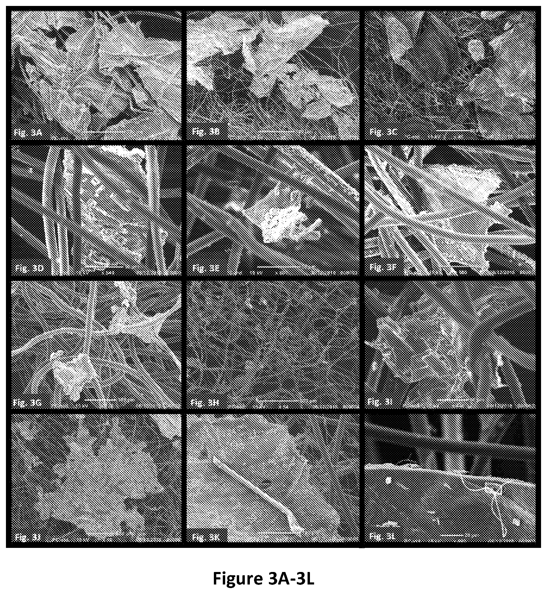 Patent US12460347 Figure 3 – Functional fibrous material comprising microbial flakes, methods of preparing and uses thereof