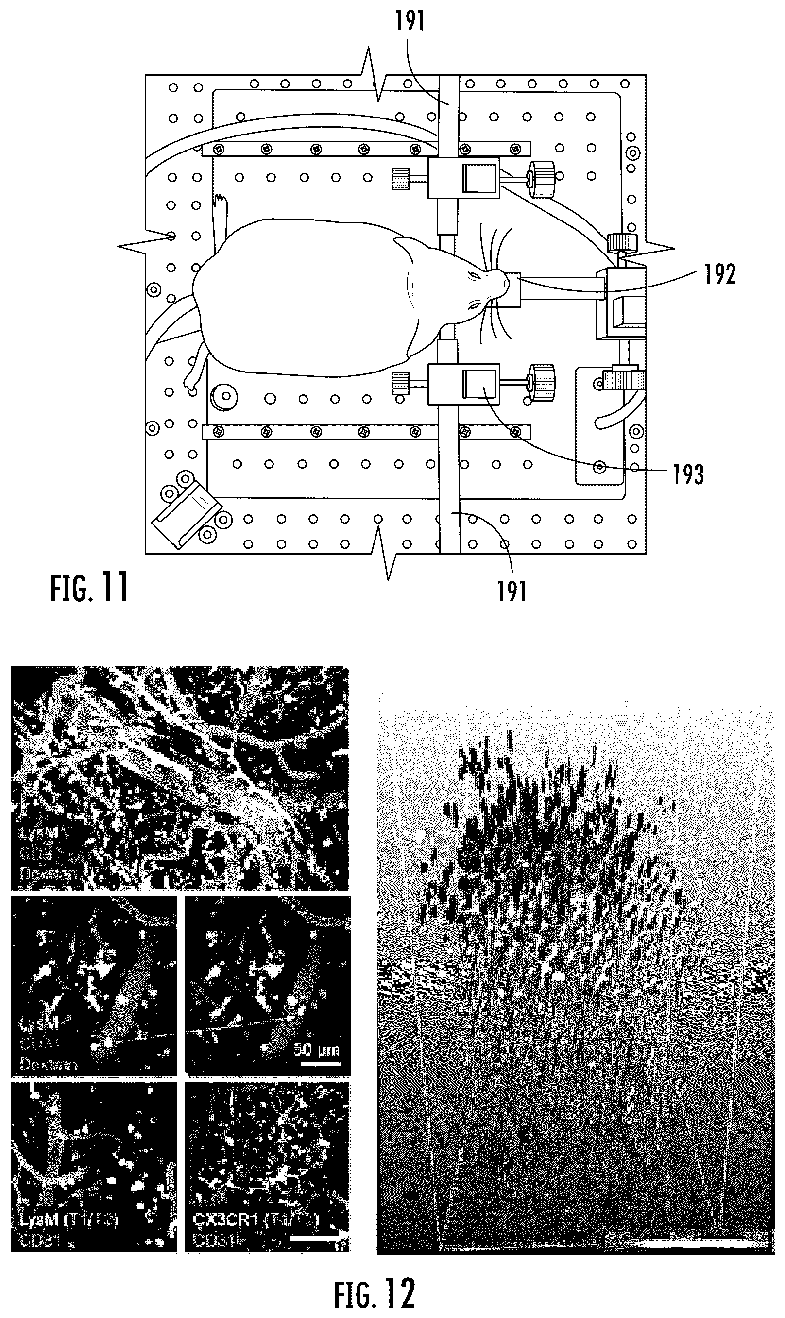 Patent US12468137 Figure 6 – Apparatus for homeothermic manipulation of live animal for microscopic imaging of internal tissue