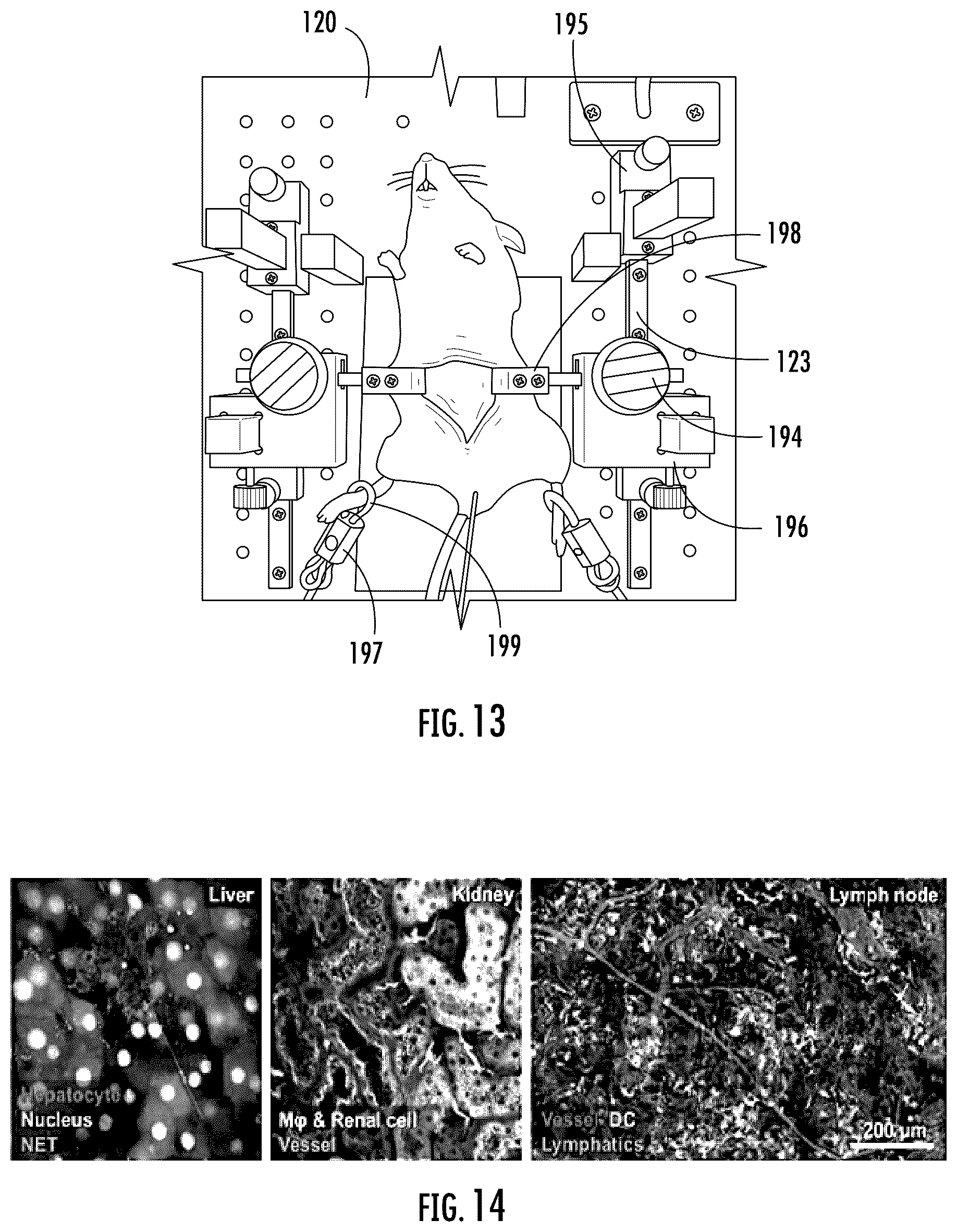 Patent US12468137 Figure 7 – Apparatus for homeothermic manipulation of live animal for microscopic imaging of internal tissue