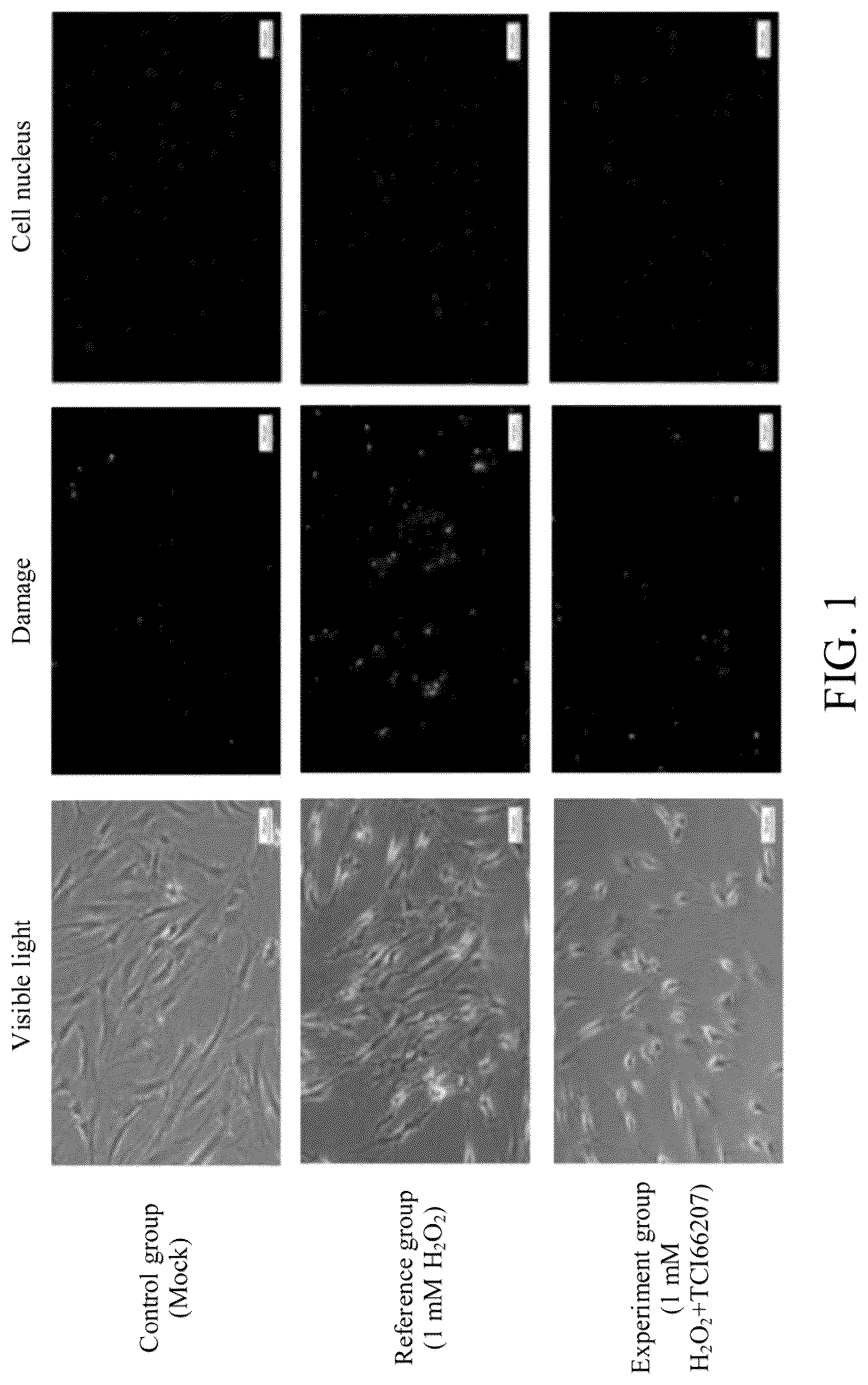 Patent US12472139 Figure 1 – Method for maintaining skin corneum layer completeness, promoting hyaluronic acid production, improving skin cell mitochondrion activity and/ or promoting skin cell proliferation by using bacterial lysate of Halobacillus trueperi TCI66207