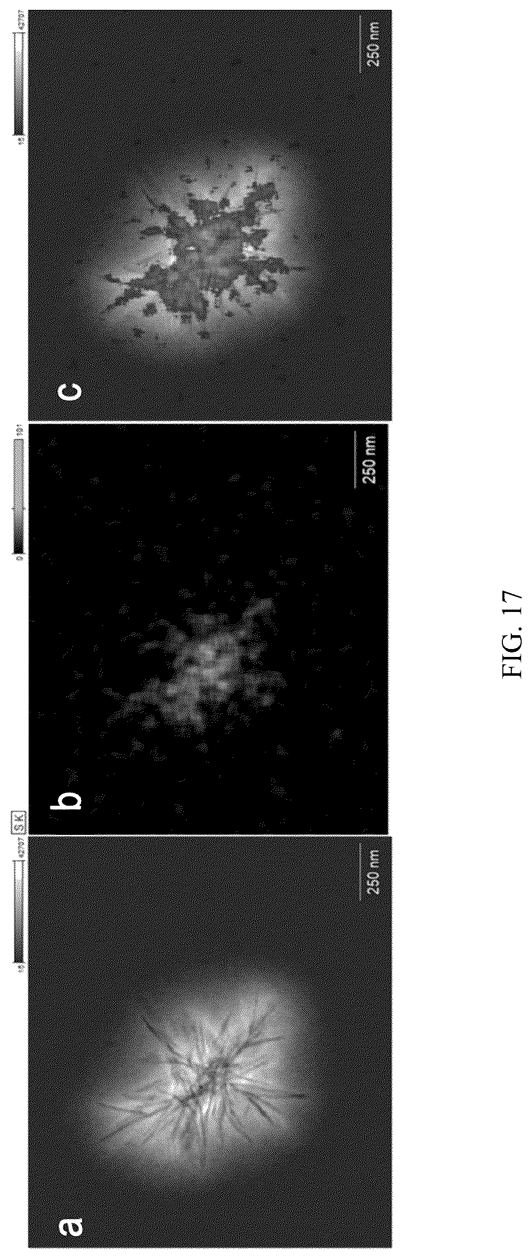 Patent US12472152 Figure 17 – Molecular entrapment via homopolymer self-assembly