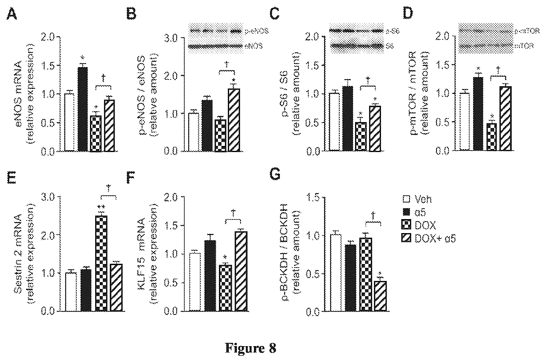 Patent US12472159 Figure 5 – Compositions comprising amino acids for use in the prevention and treatment of chemotherapy side effects