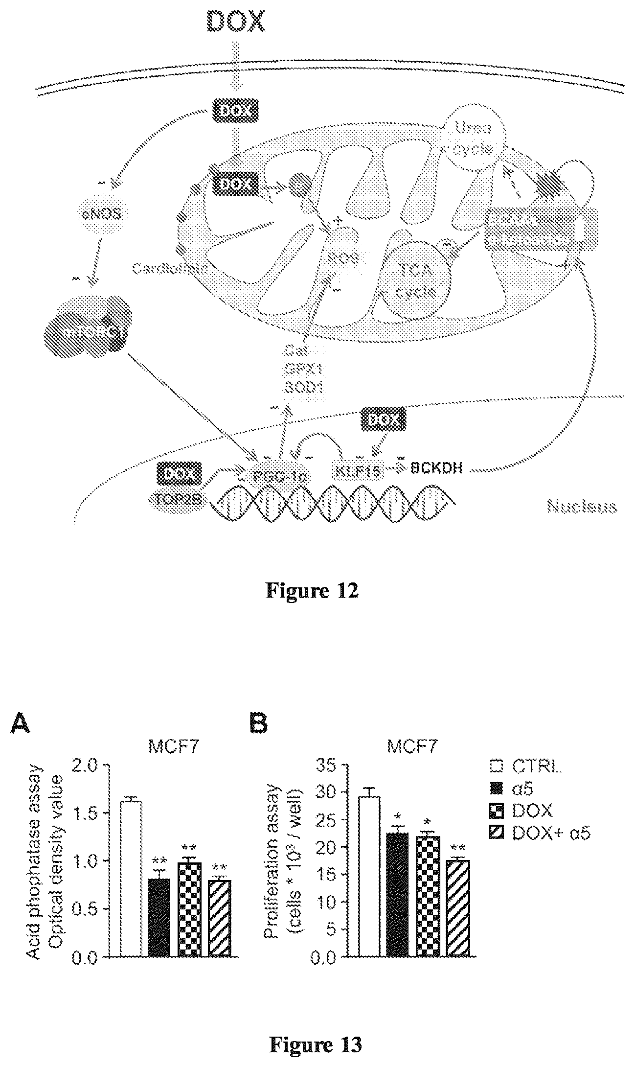Patent US12472159 Figure 8 – Compositions comprising amino acids for use in the prevention and treatment of chemotherapy side effects