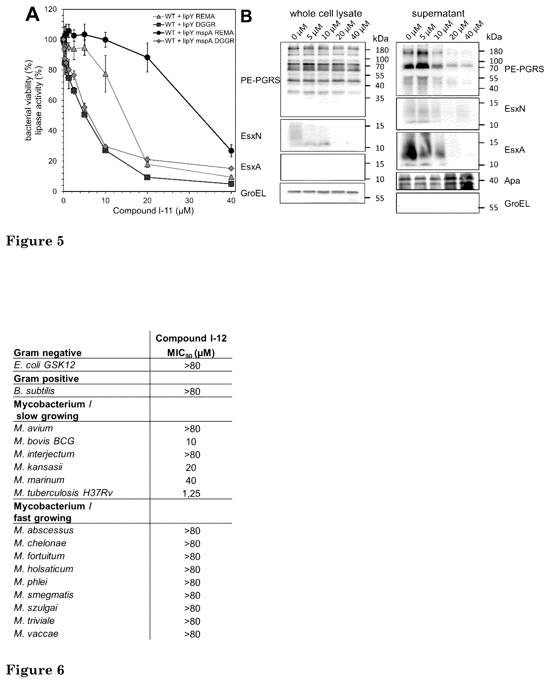 Patent US12472166 Figure 3 – Inhibition of mycobacterial type VII secretion