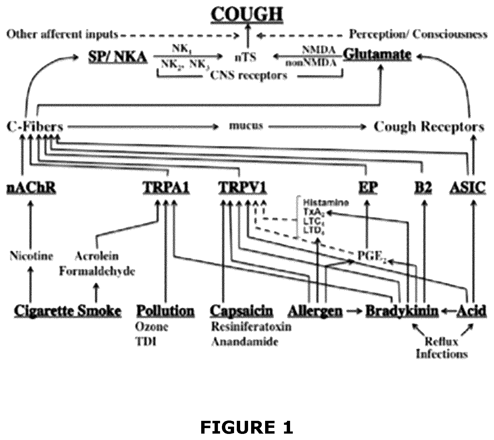 Patent US12472170 Figure 1 – Use of glutamate 2B receptor antagonists and sigma receptor agonists as antitussives