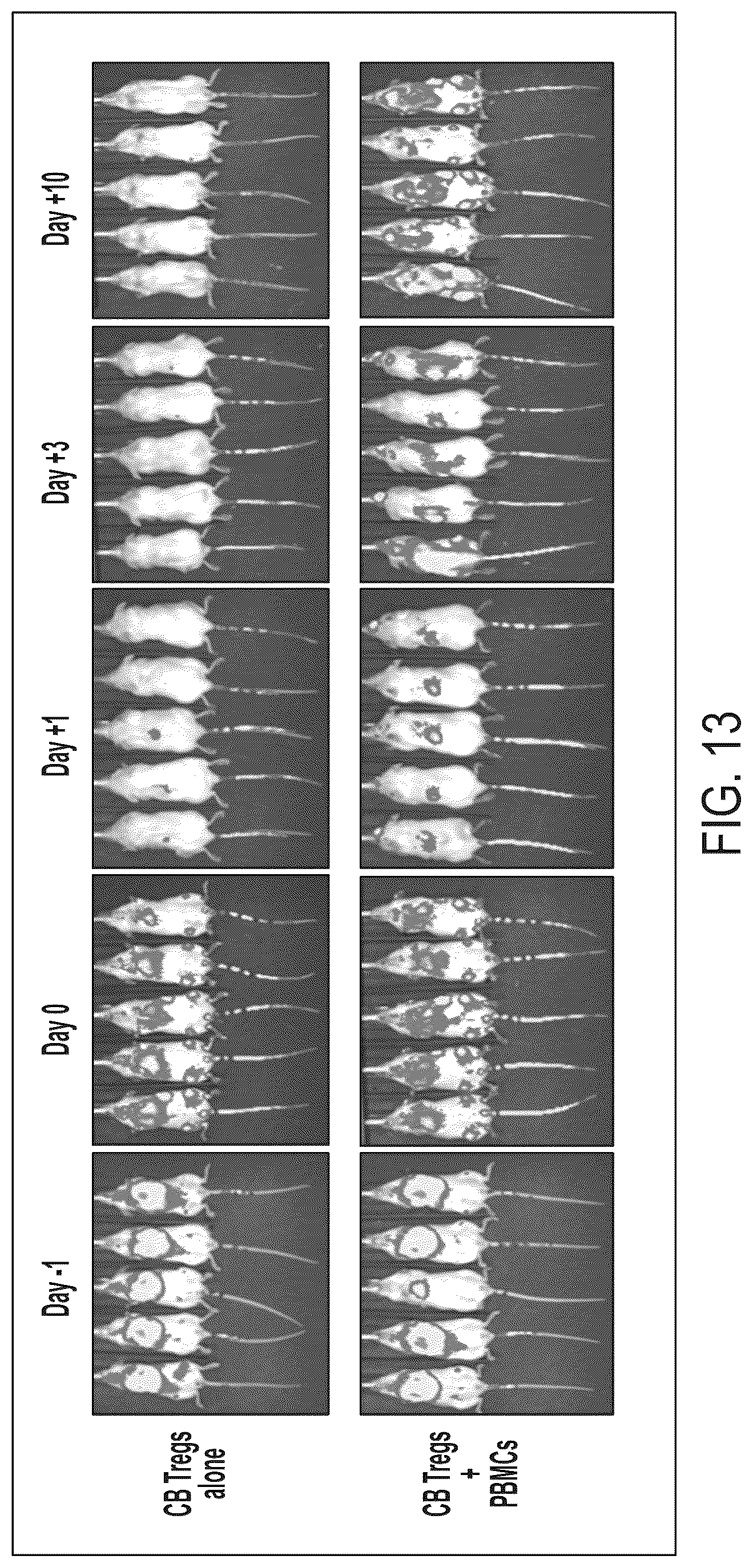 Patent US12472182 Figure 20 – Compositions comprising regulatory t cells and methods of making and using the same