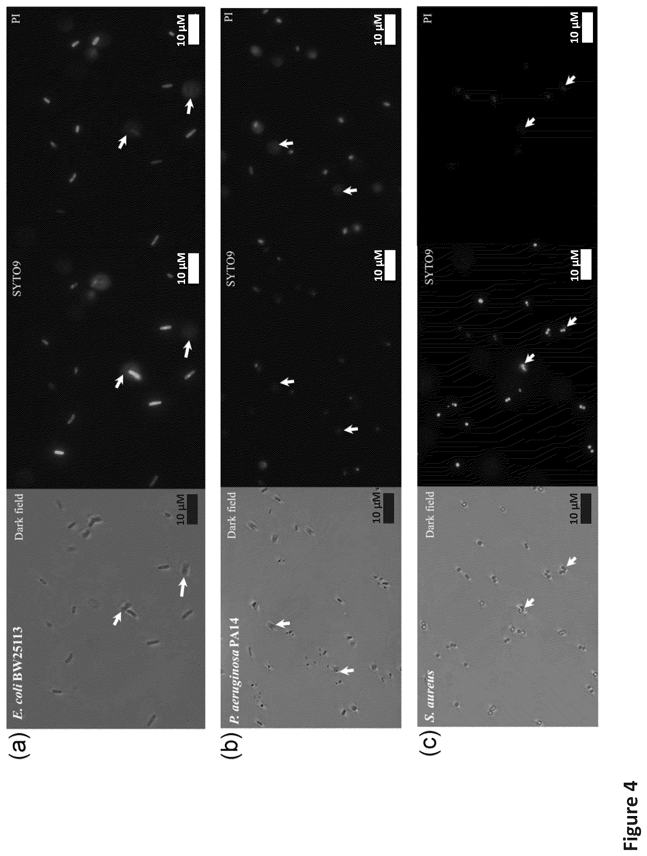 Patent US12472185 Figure 7 – Methods for killing antibiotic tolerant bacteria