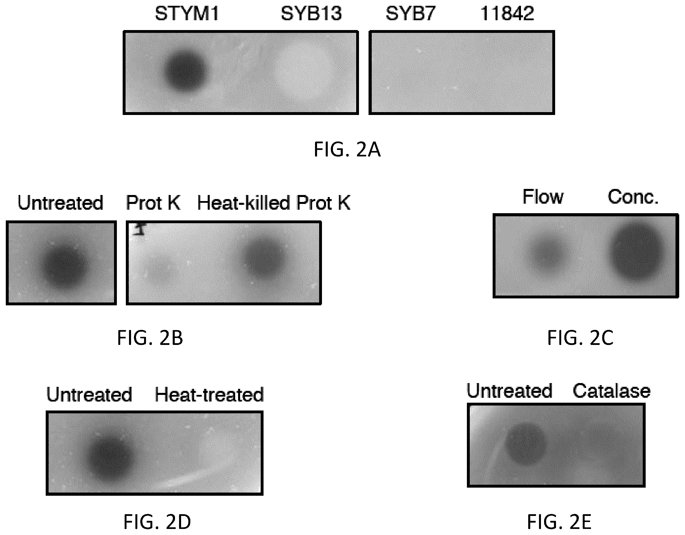Patent US12472213 Figure 2 – Strains of Lactobacillus delbrueckii which inhibit Porphyromonas gingivalis