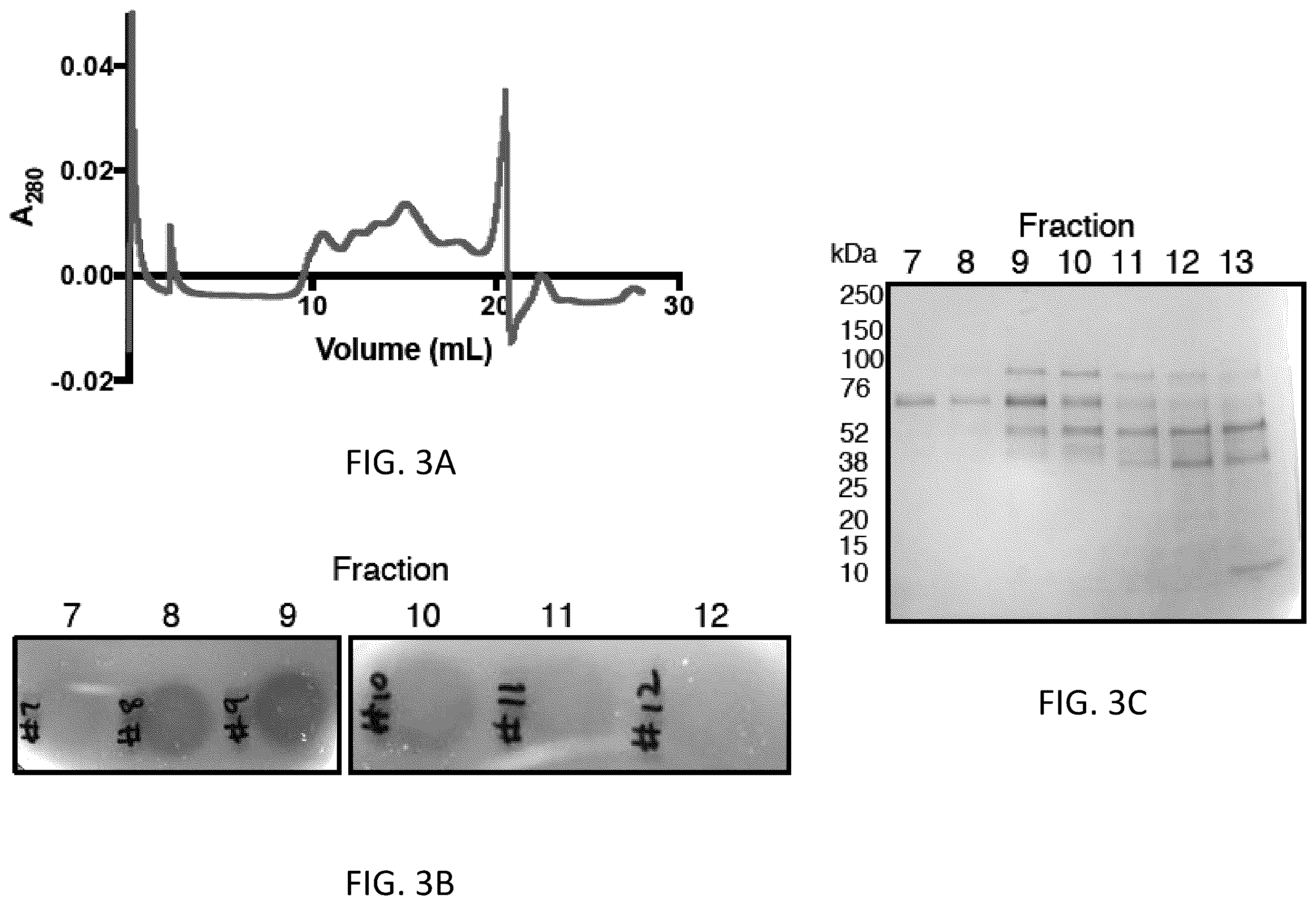 Patent US12472213 Figure 3 – Strains of Lactobacillus delbrueckii which inhibit Porphyromonas gingivalis