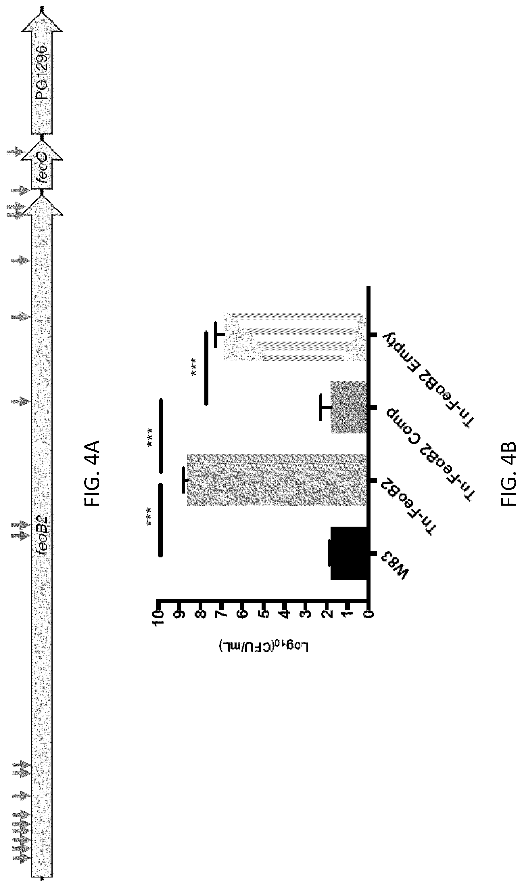 Patent US12472213 Figure 4 – Strains of Lactobacillus delbrueckii which inhibit Porphyromonas gingivalis