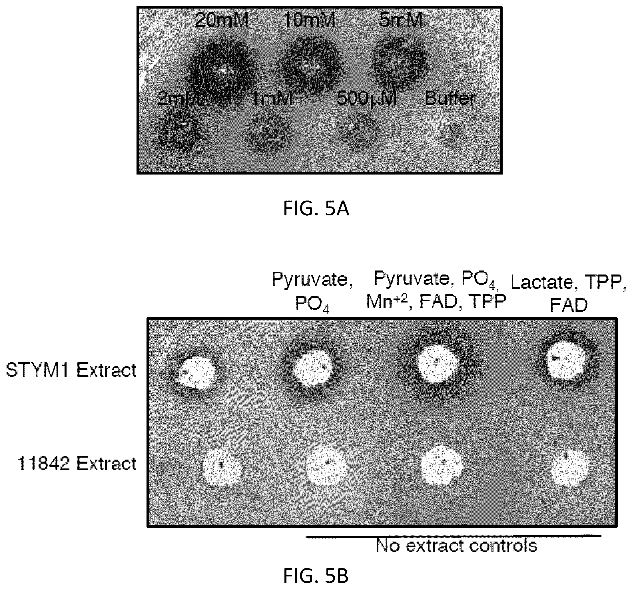 Patent US12472213 Figure 5 – Strains of Lactobacillus delbrueckii which inhibit Porphyromonas gingivalis