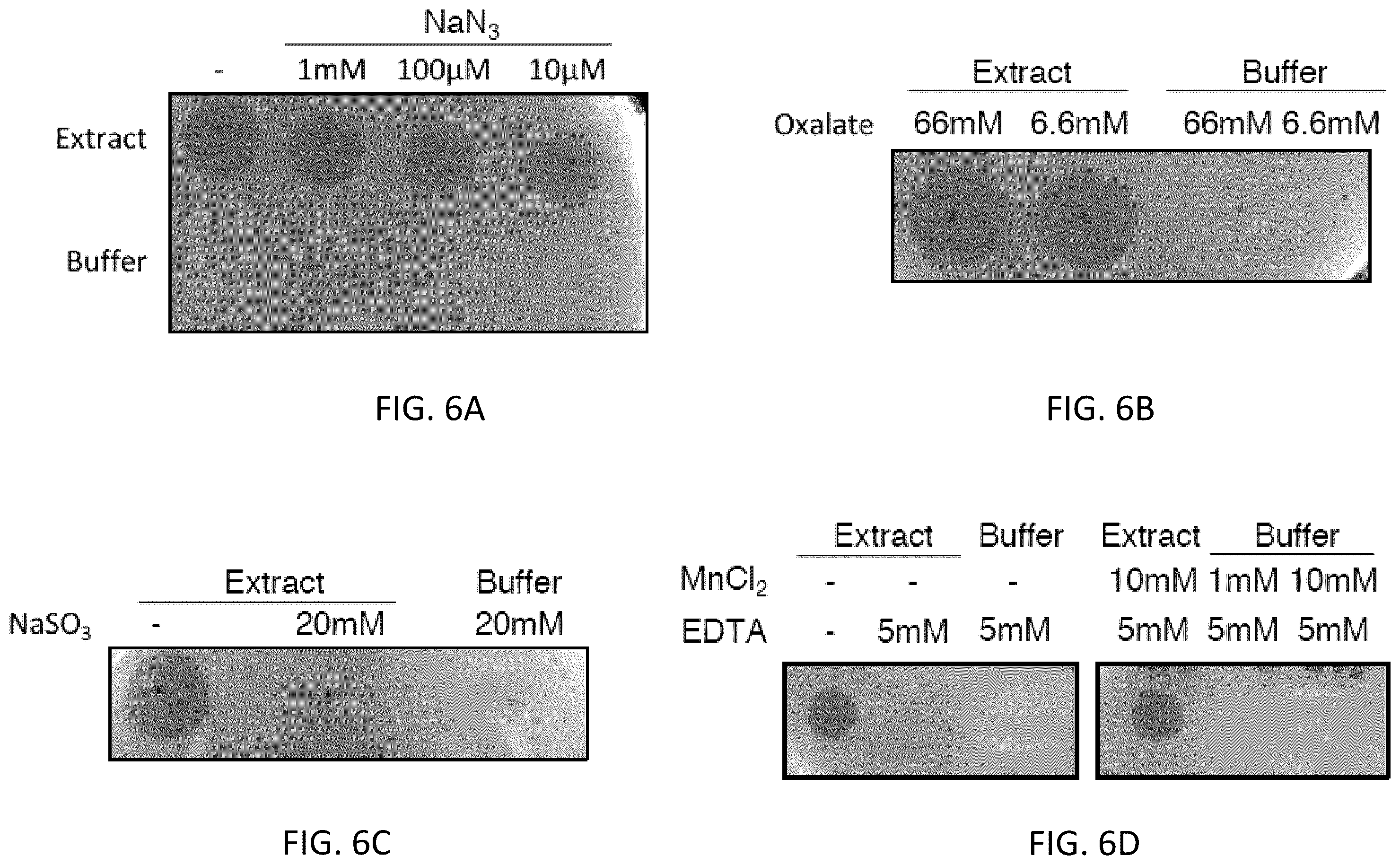 Patent US12472213 Figure 7 – Strains of Lactobacillus delbrueckii which inhibit Porphyromonas gingivalis