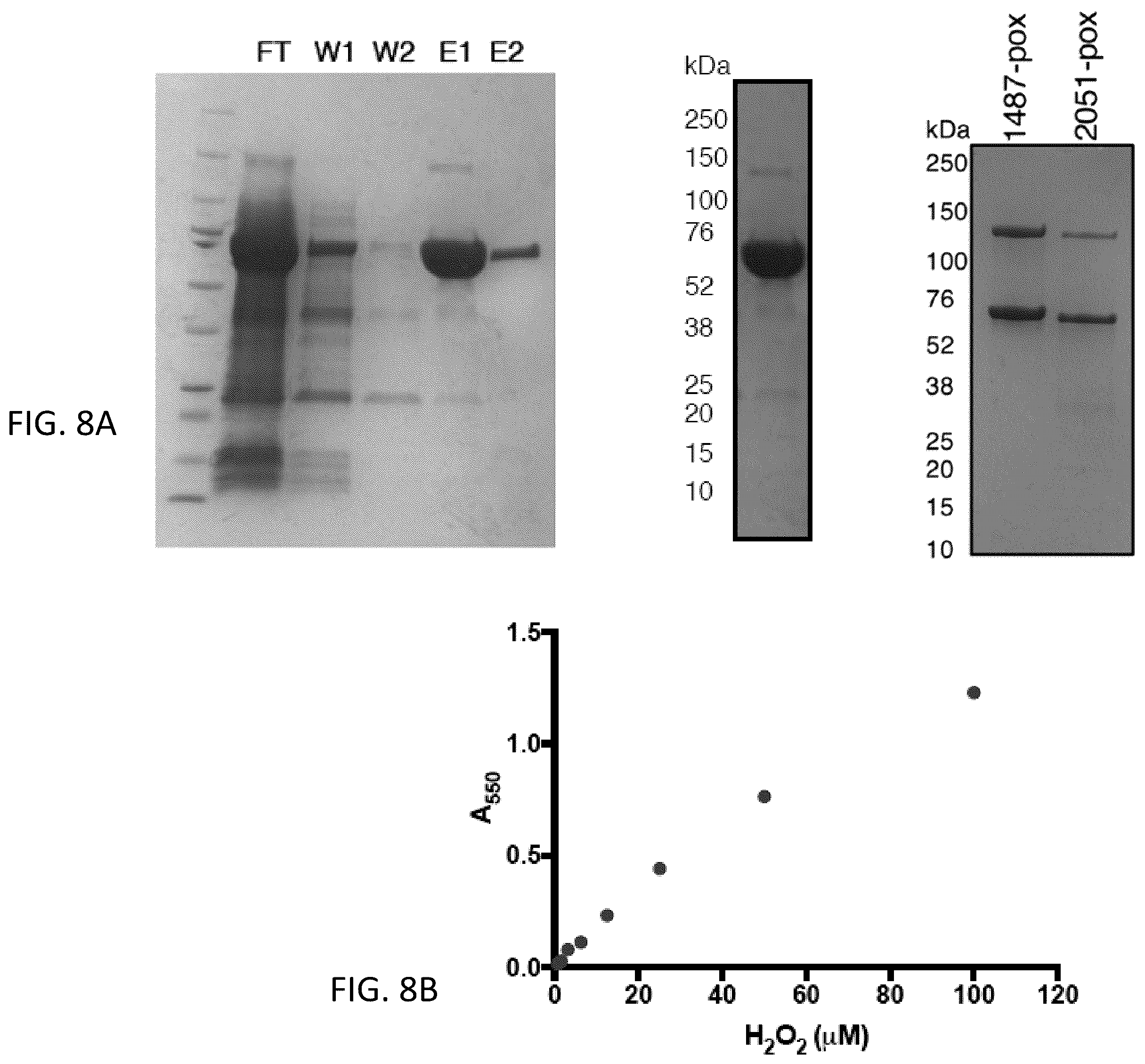 Patent US12472213 Figure 9 – Strains of Lactobacillus delbrueckii which inhibit Porphyromonas gingivalis