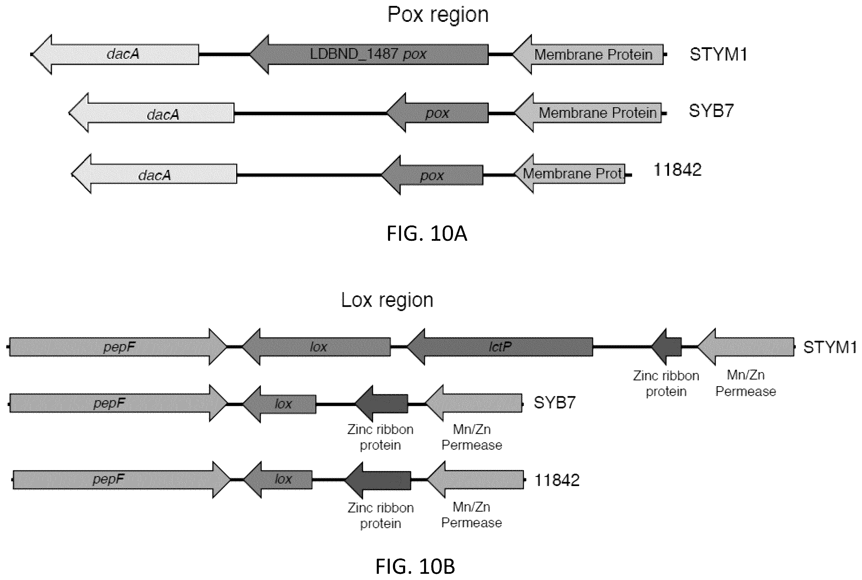 Patent US12472213 Figure 13 – Strains of Lactobacillus delbrueckii which inhibit Porphyromonas gingivalis