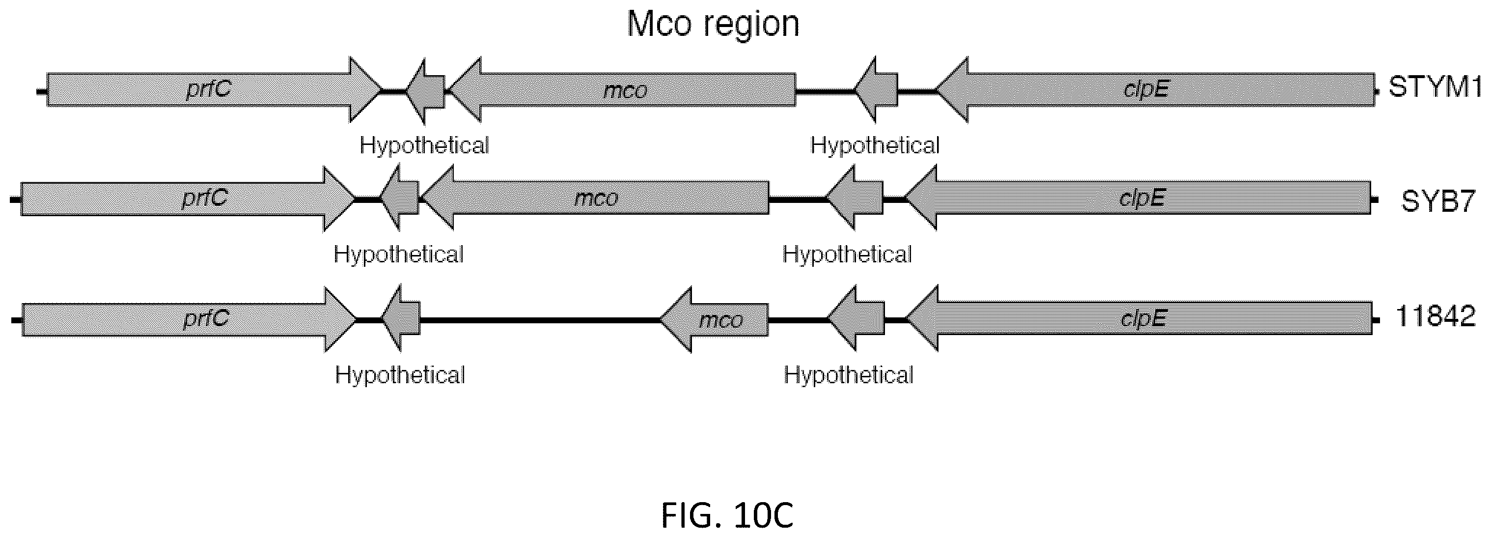 Patent US12472213 Figure 14 – Strains of Lactobacillus delbrueckii which inhibit Porphyromonas gingivalis
