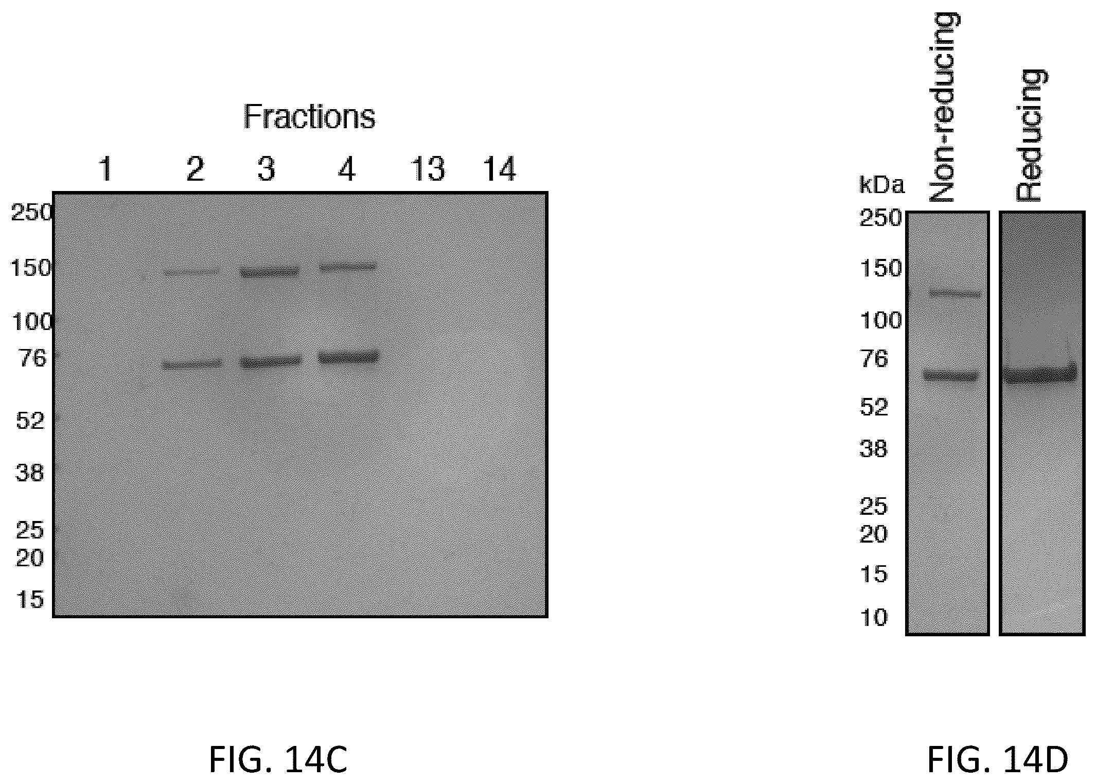 Patent US12472213 Figure 20 – Strains of Lactobacillus delbrueckii which inhibit Porphyromonas gingivalis