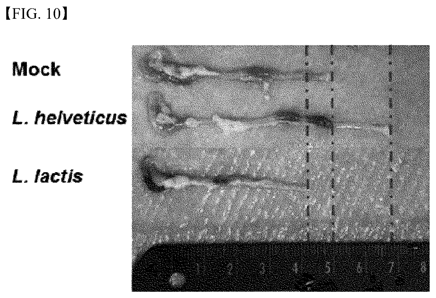 Patent US12472215 Figure 9 – Lactobacillus helveticus strain and composition containing same for prevention or treatment of inflammatory diseases