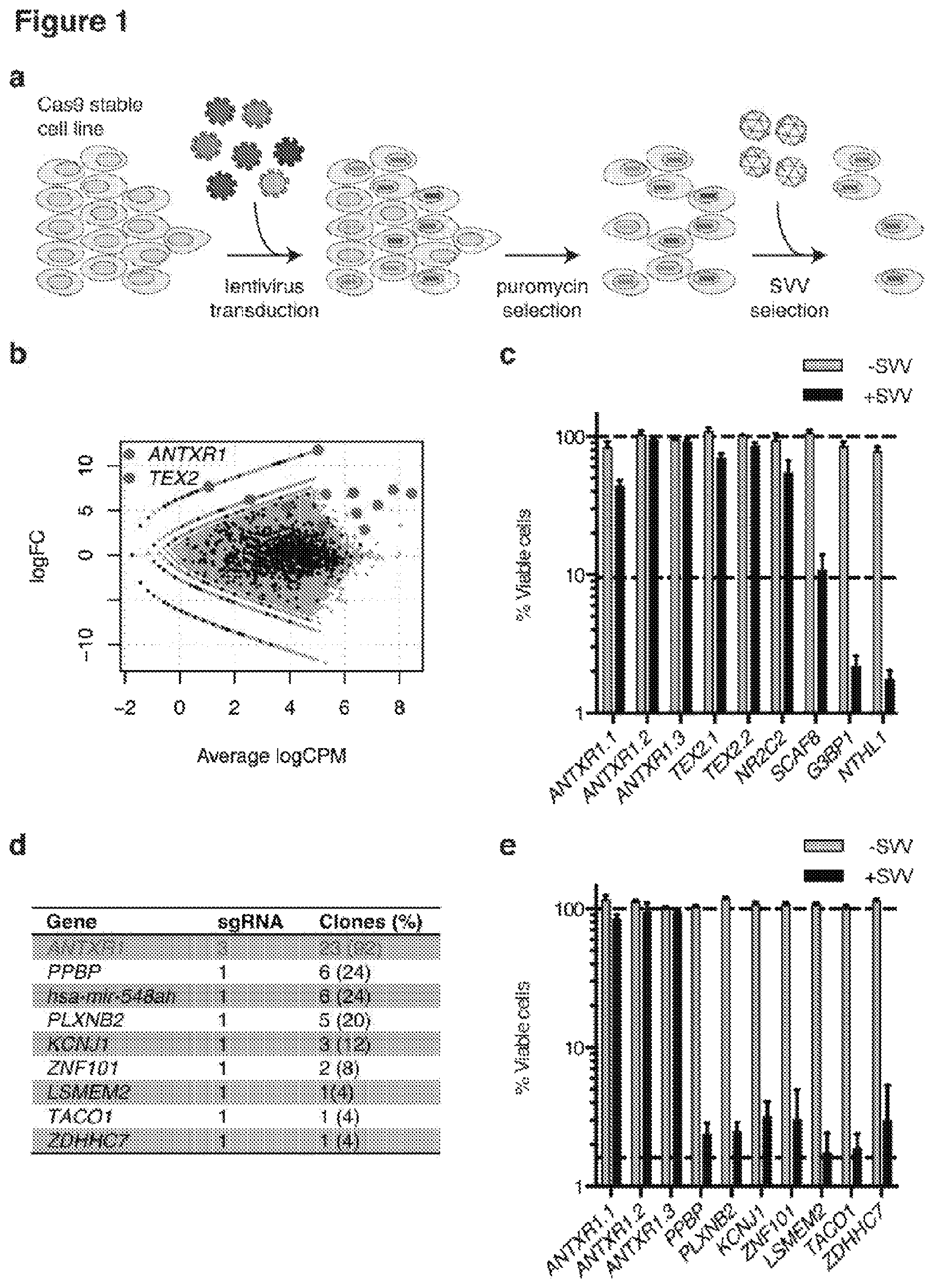 Patent US12472218 Figure 1 – Seneca valley virus (SVV) cellular receptor targeted oncotherapy