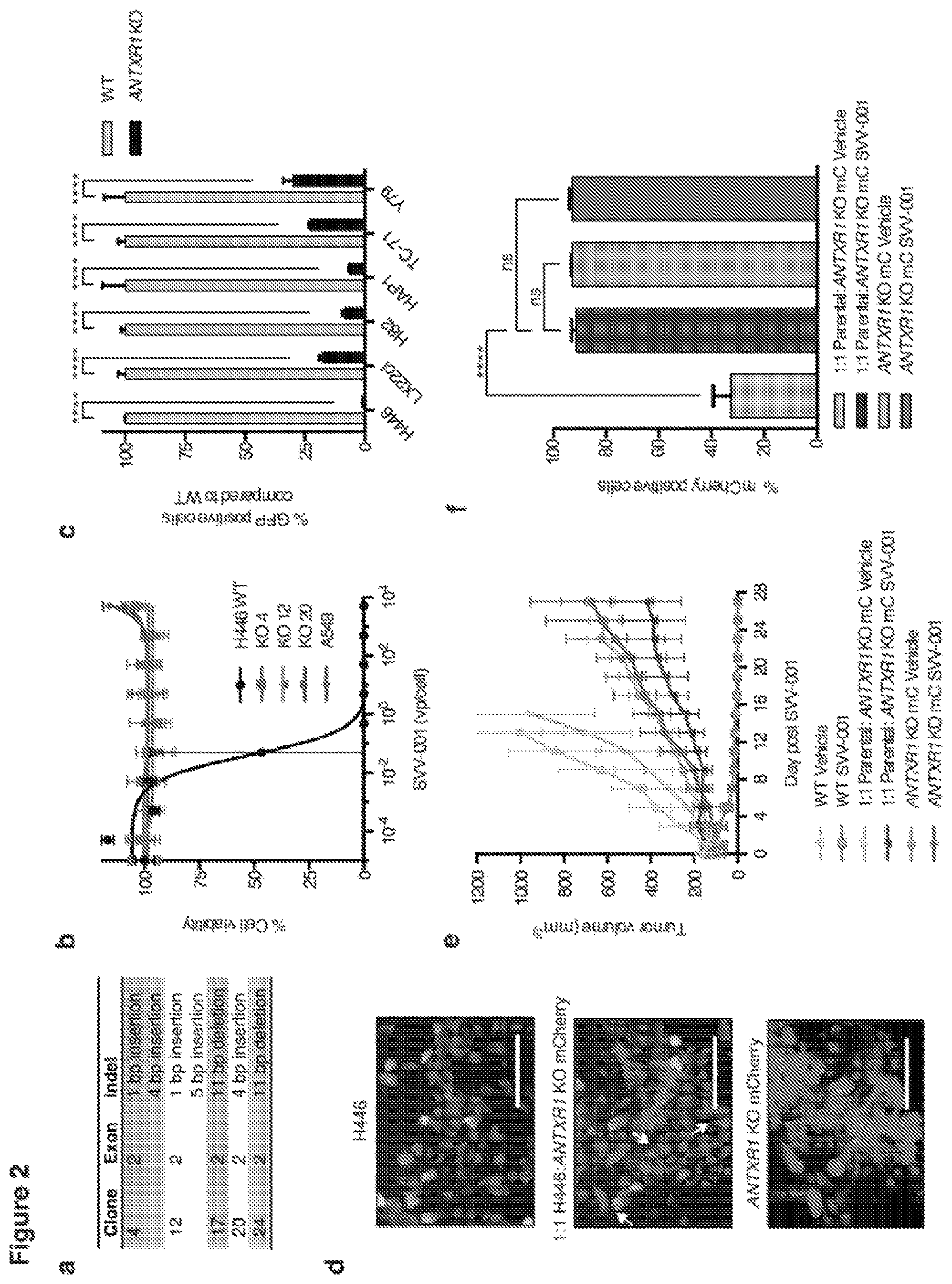 Patent US12472218 Figure 2 – Seneca valley virus (SVV) cellular receptor targeted oncotherapy
