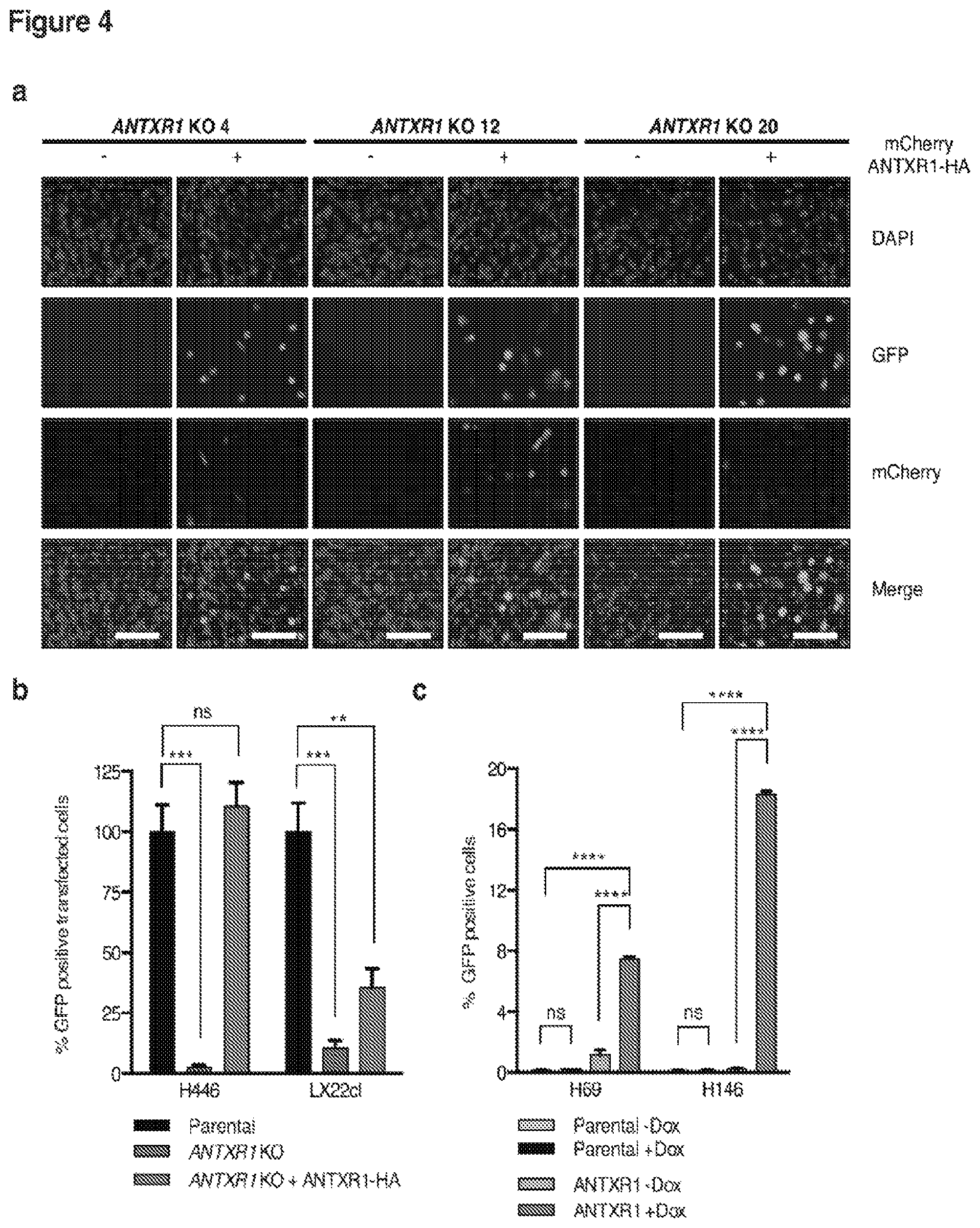 Patent US12472218 Figure 4 – Seneca valley virus (SVV) cellular receptor targeted oncotherapy