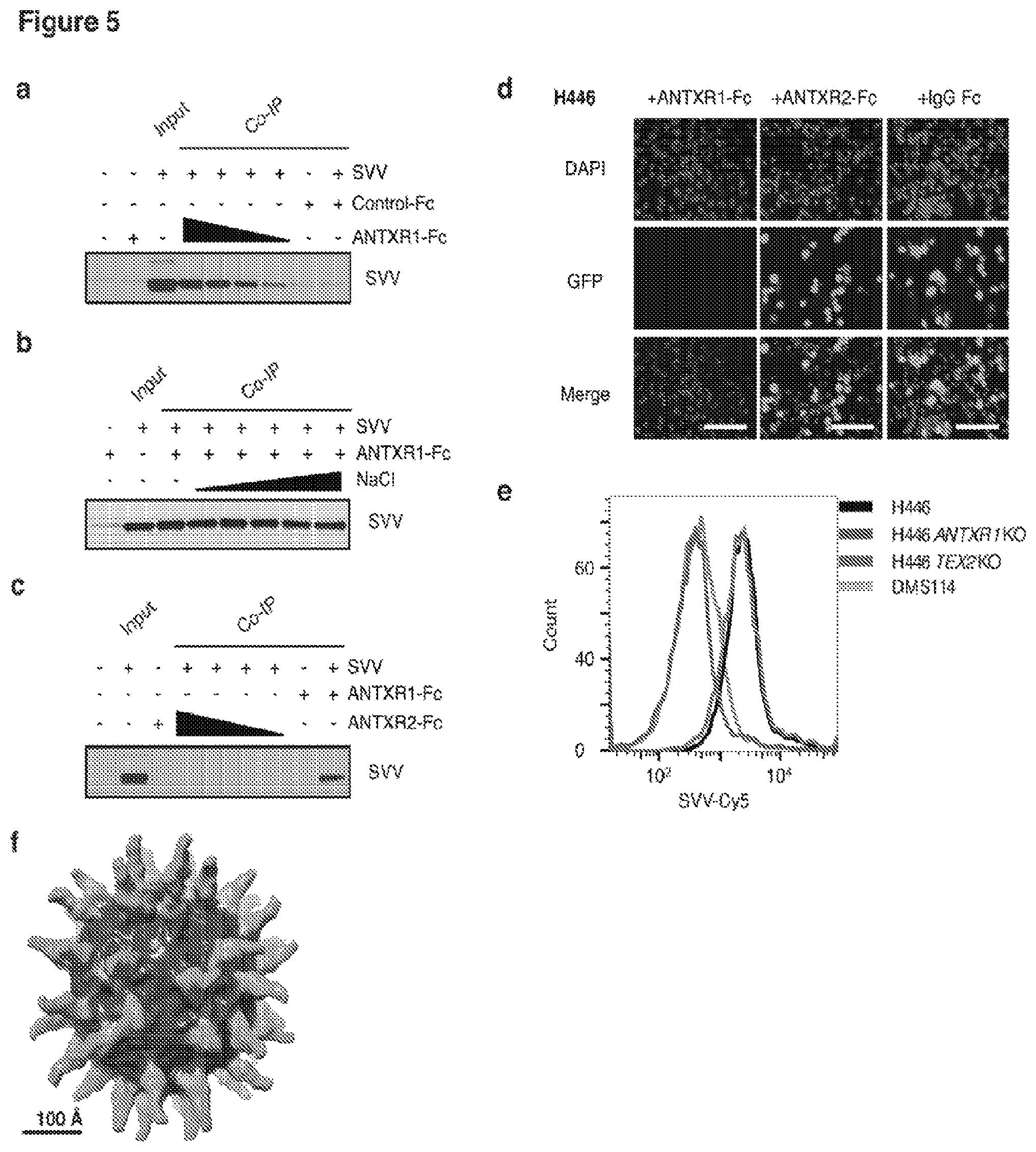 Patent US12472218 Figure 5 – Seneca valley virus (SVV) cellular receptor targeted oncotherapy
