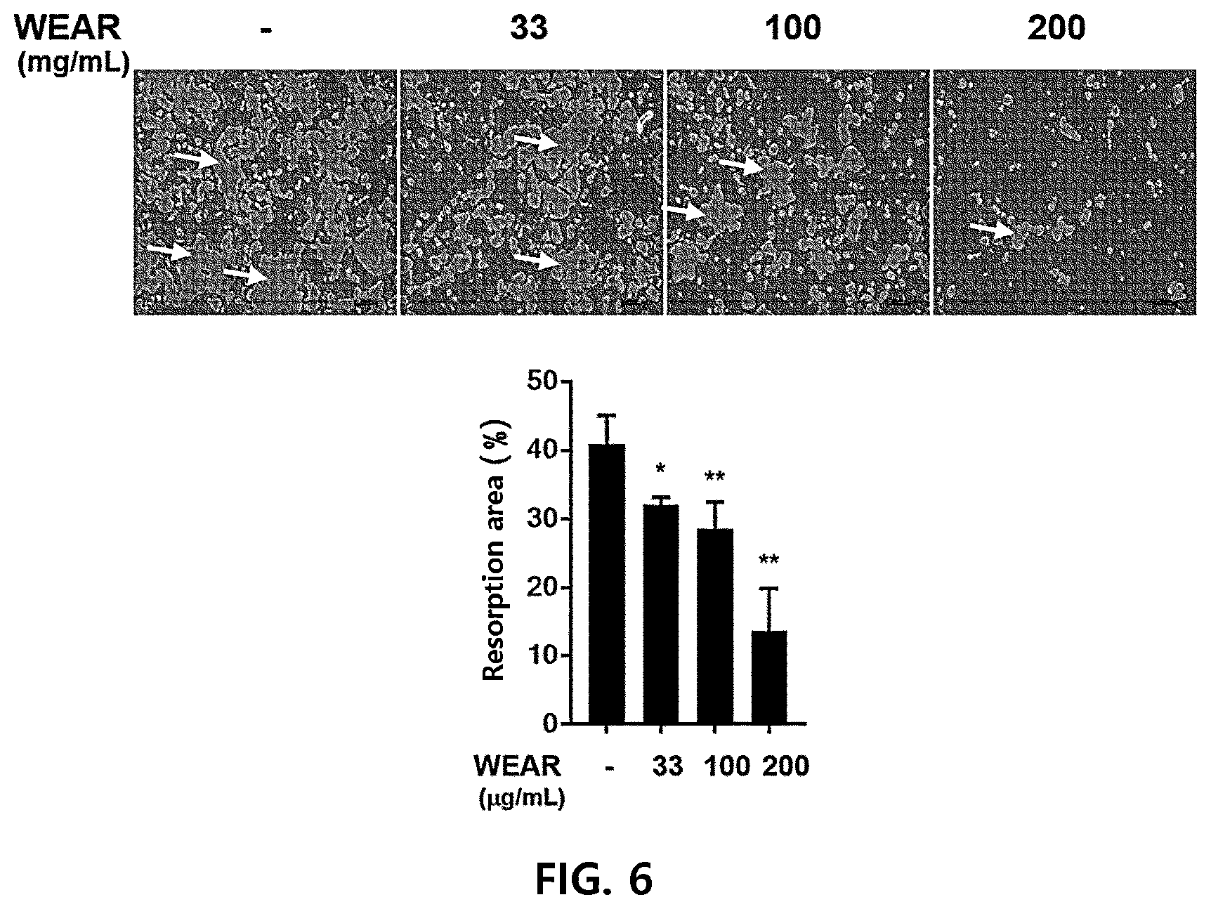 Patent US12472221 Figure 6 – Composition for inhibiting osteoclasts containing agastache rugosa extract as active ingredient, and use thereof