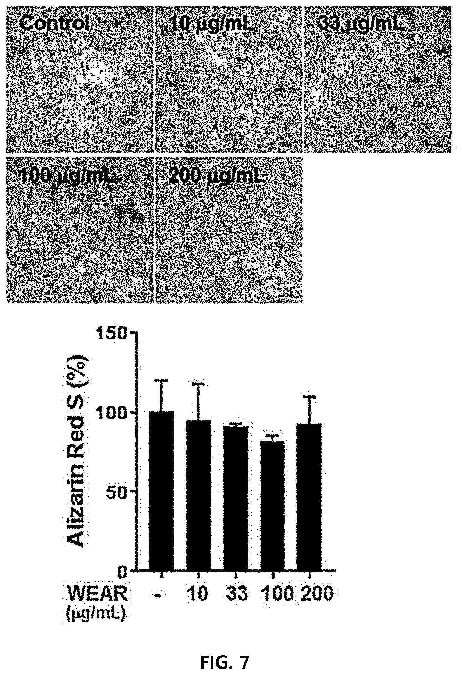 Patent US12472221 Figure 7 – Composition for inhibiting osteoclasts containing agastache rugosa extract as active ingredient, and use thereof