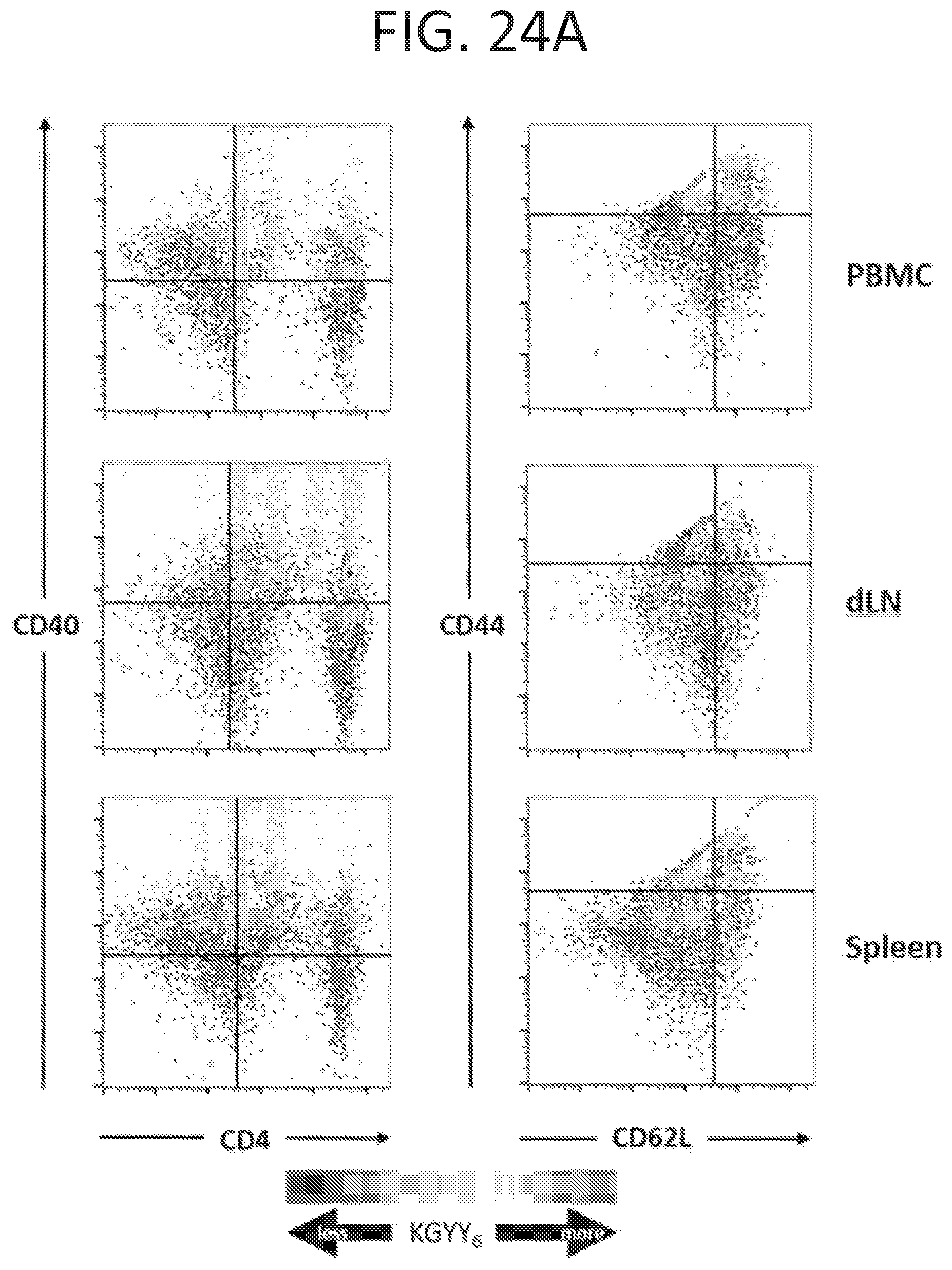 Patent US12472223 Figure 19 – Methods for reducing symptoms of multiple sclerosis using a six-amino acid long peptide that inhibits CD40-CD154 interaction
