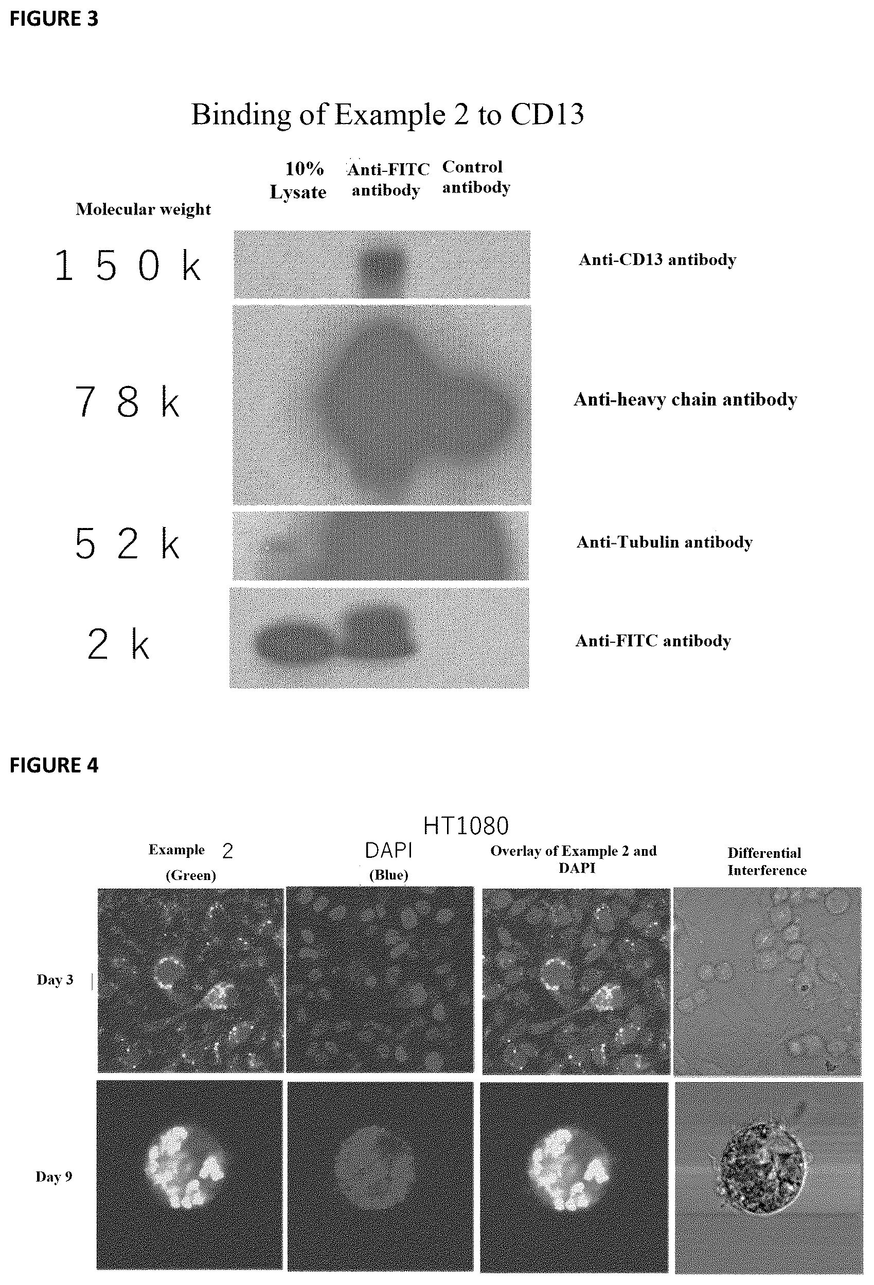 Patent US12472226 Figure 3 – Cell-permeable peptide
