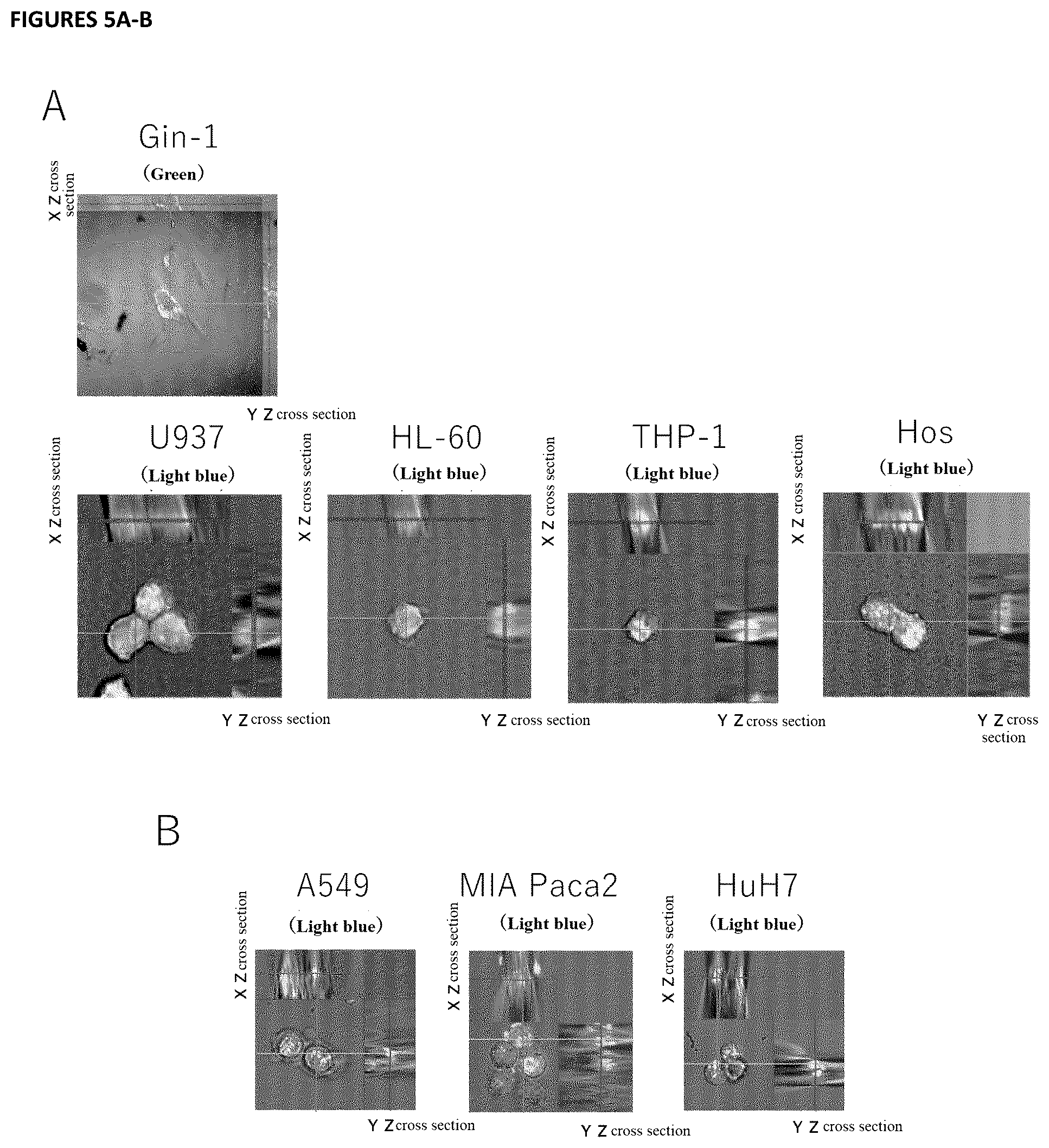 Patent US12472226 Figure 4 – Cell-permeable peptide