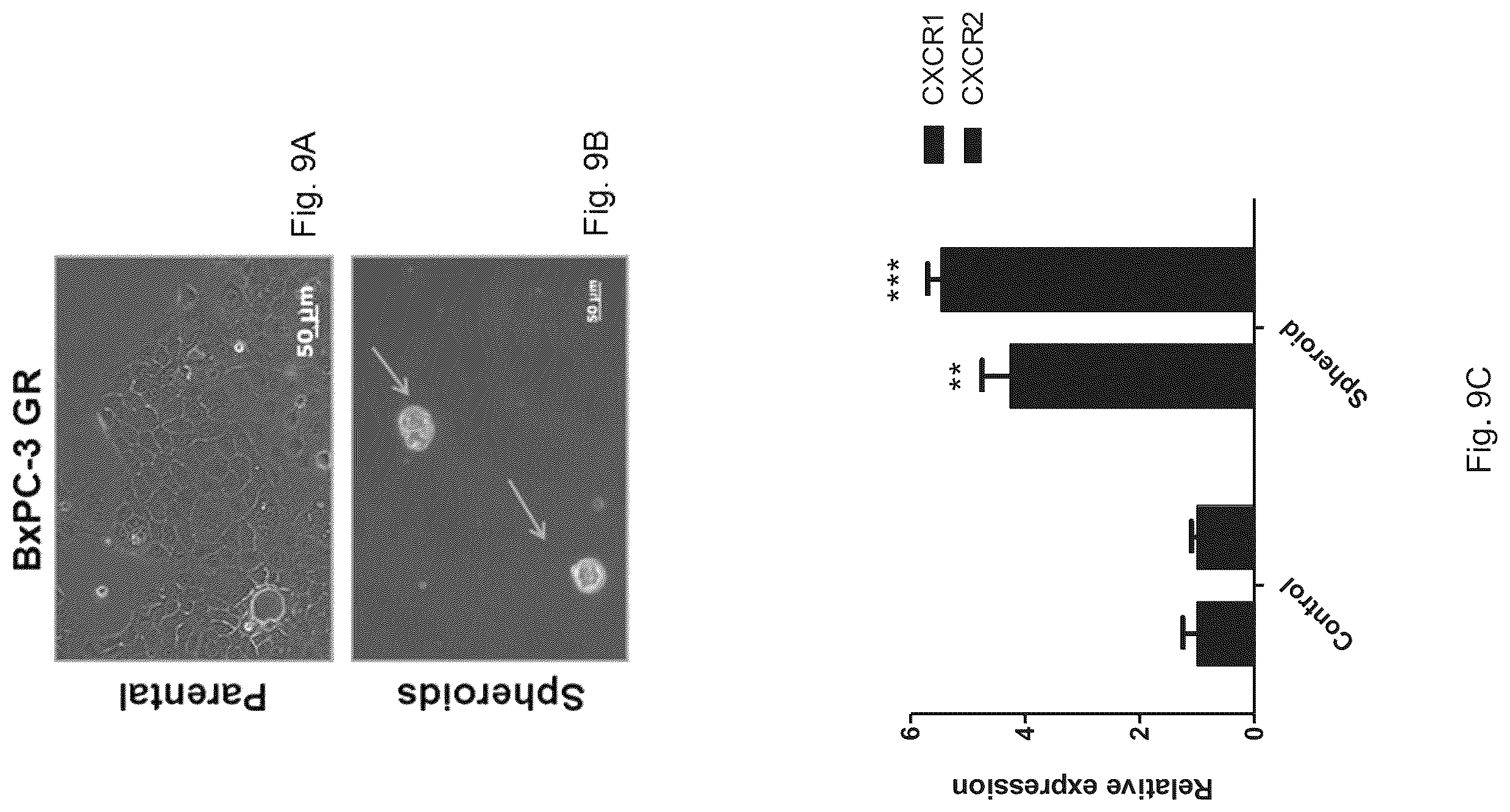 Patent US12472227 Figure 9 – Pharmaceutical compositions and use thereof for relieving resistance due to cancer chemotherapy and enhancing effect of cancer chemotherapy