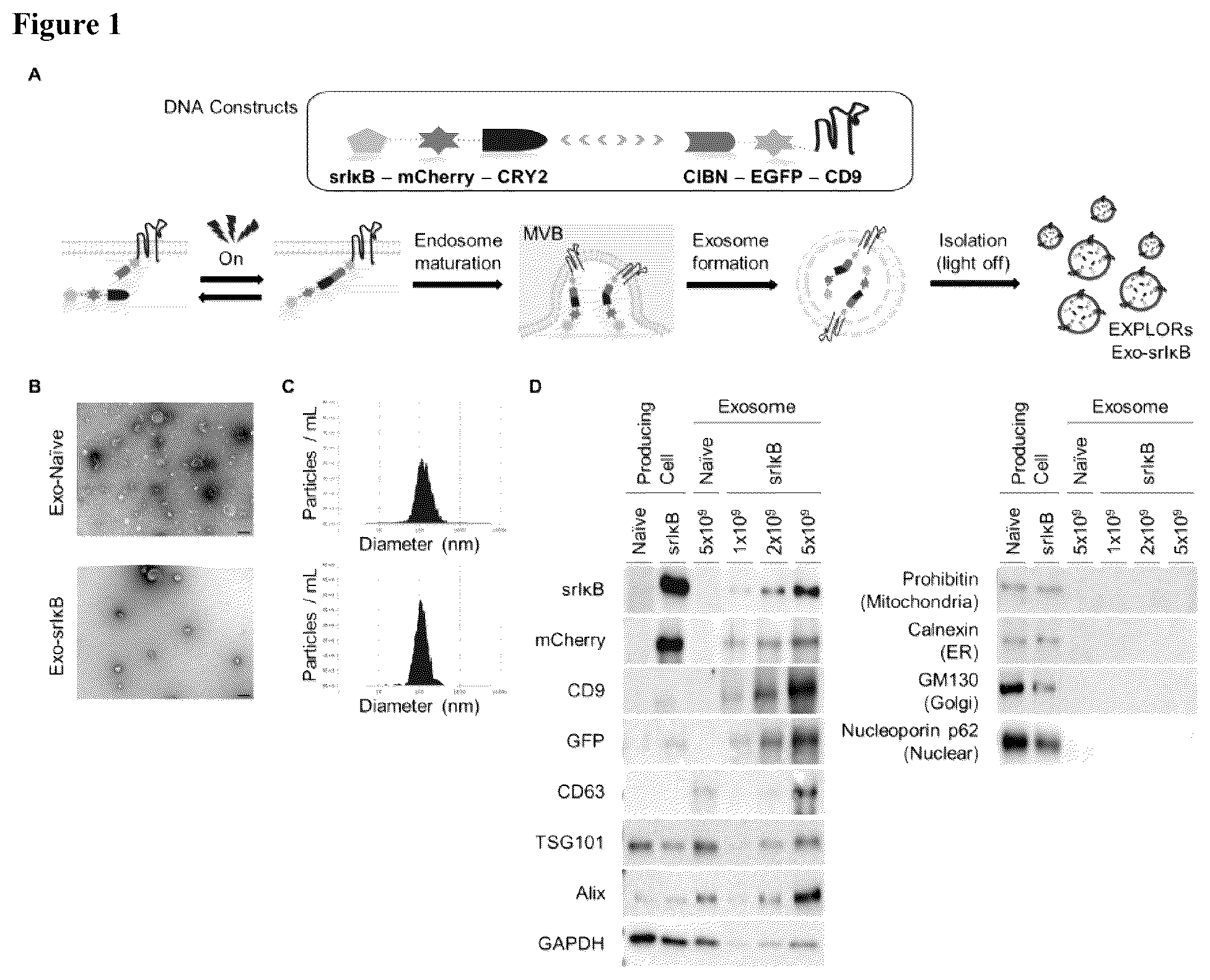 Patent US12472228 Figure 1 – Use of exosome-based delivery of NF-κB inhibitors